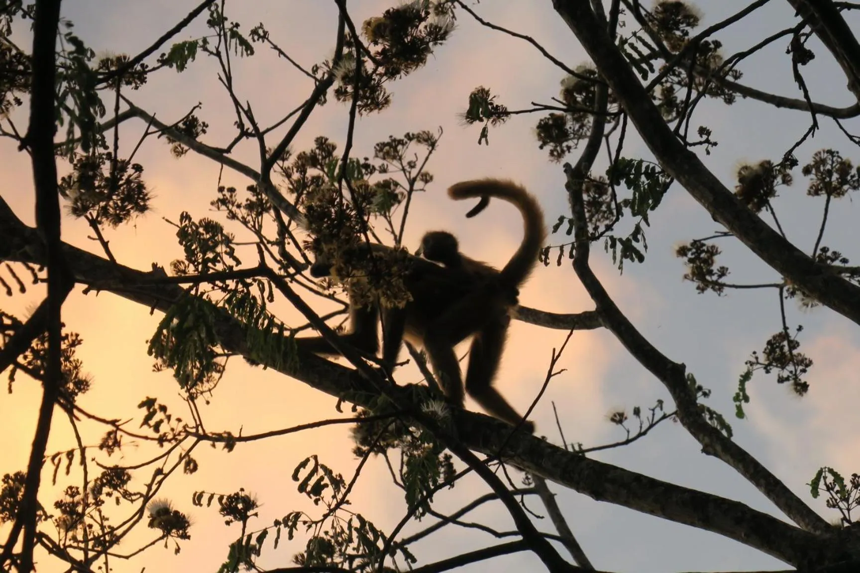 Garden view in Olas Verdes Hotel