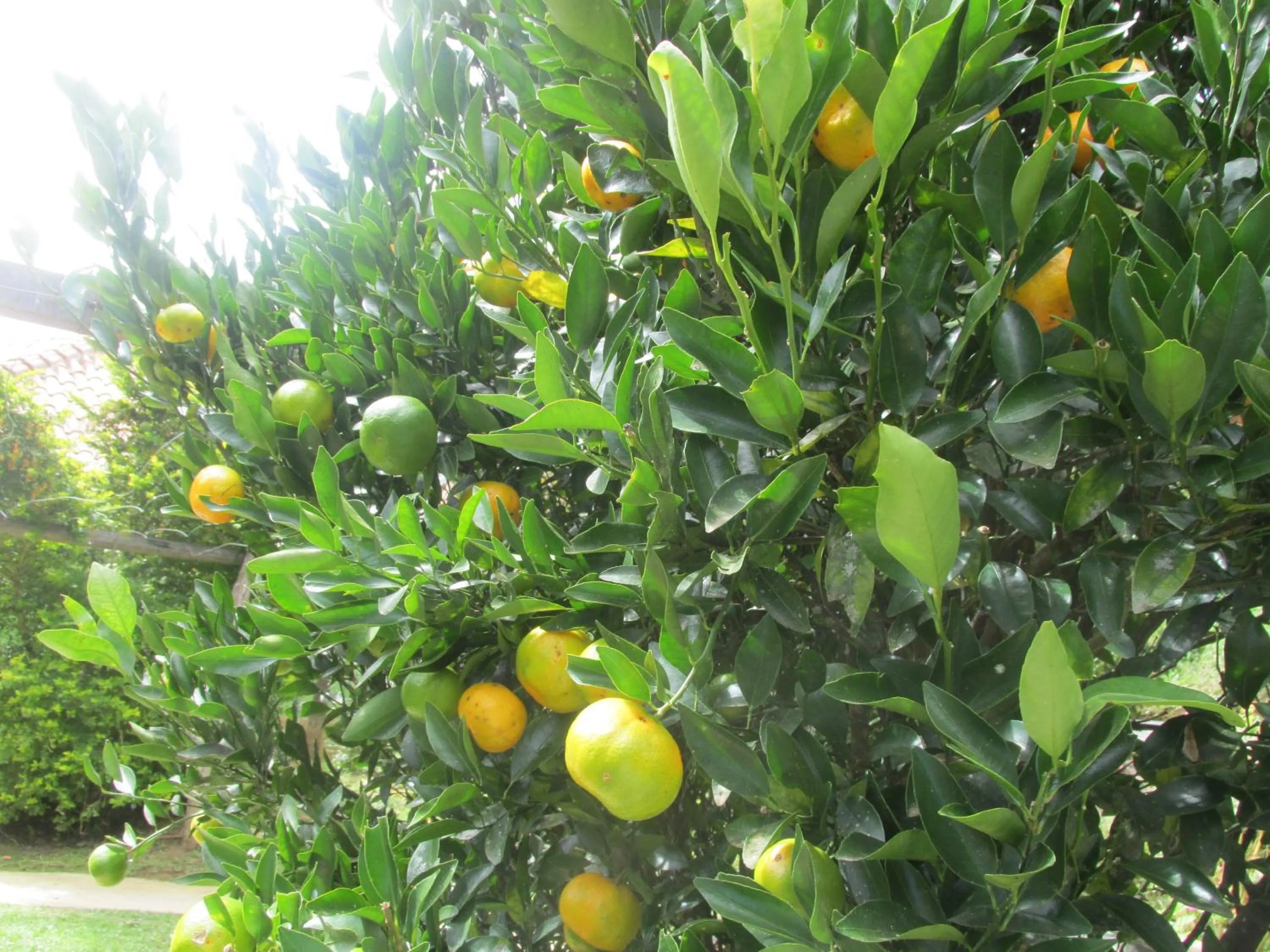 Garden in Casa do Osorio