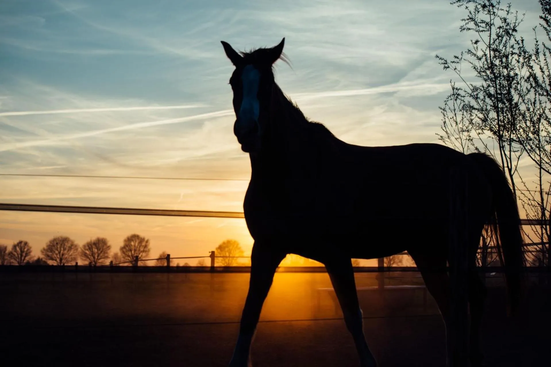 Animals in Boertel Lamperse Hei