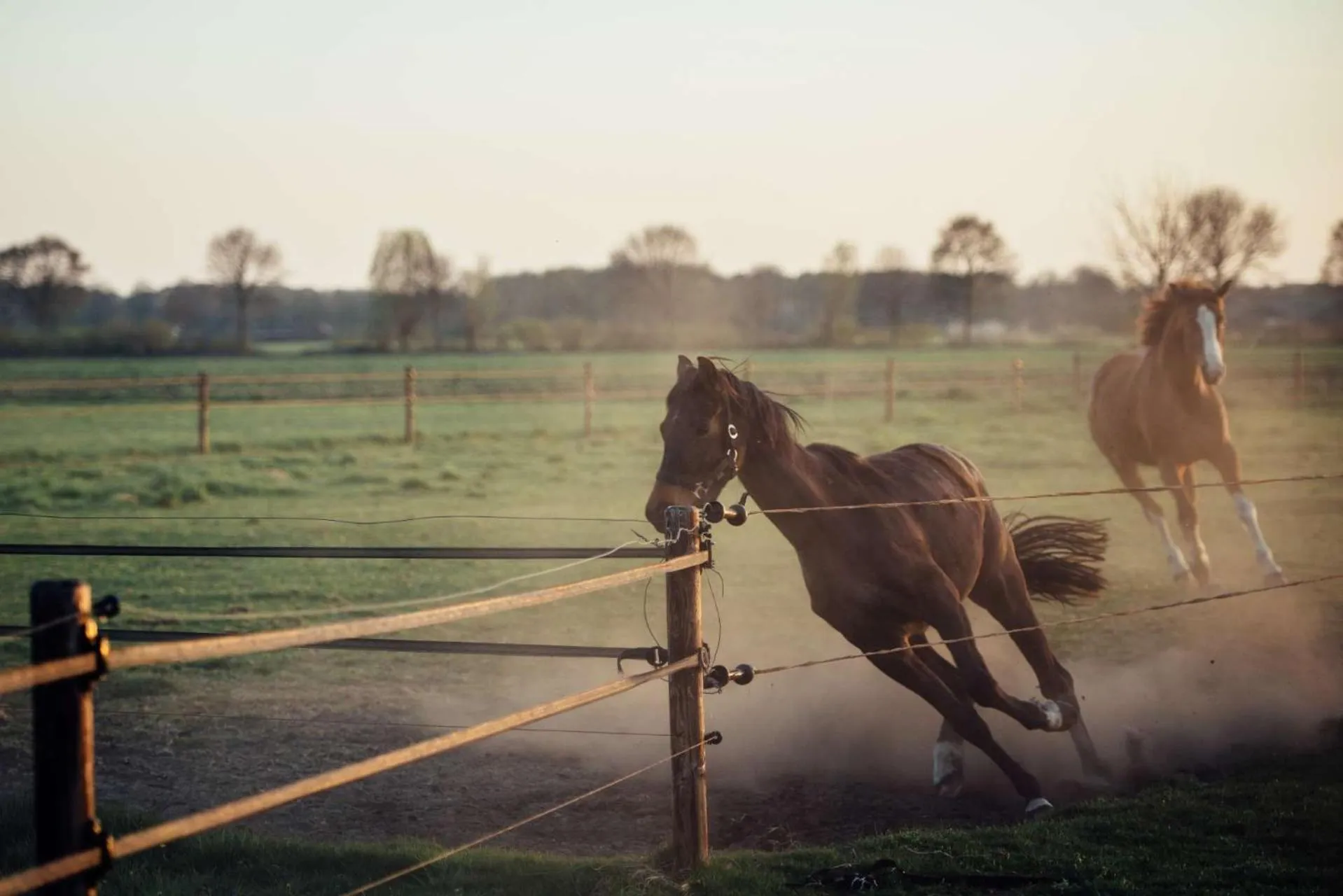 Horse-riding in Boertel Lamperse Hei