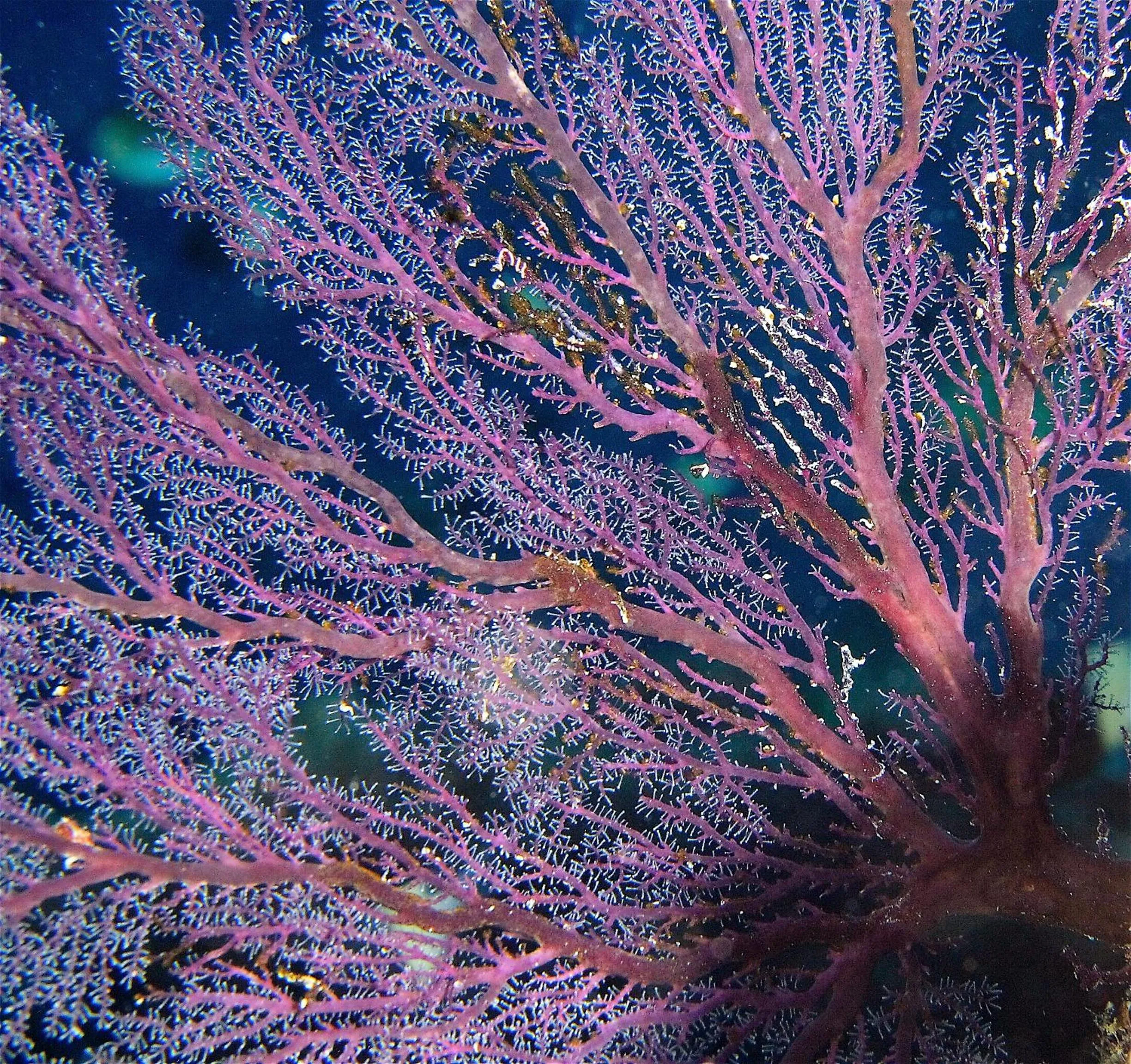 Diving in Le Jardin Maore