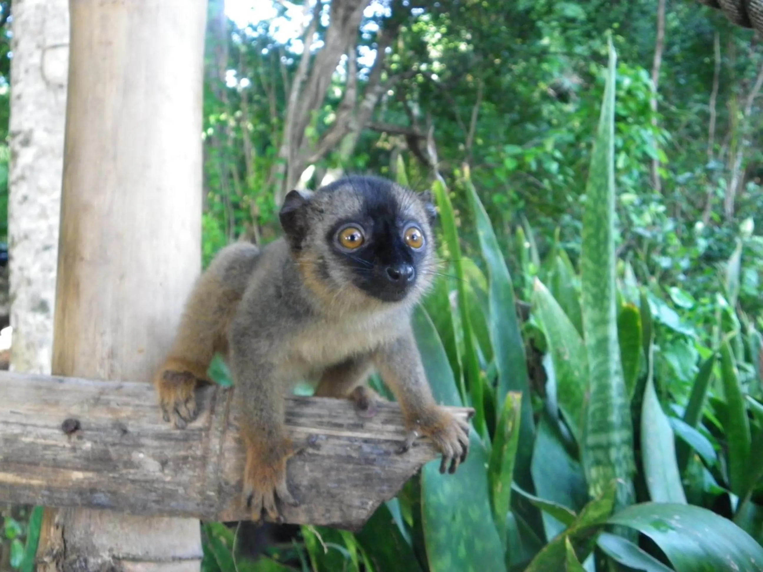 Garden in Le Jardin Maore