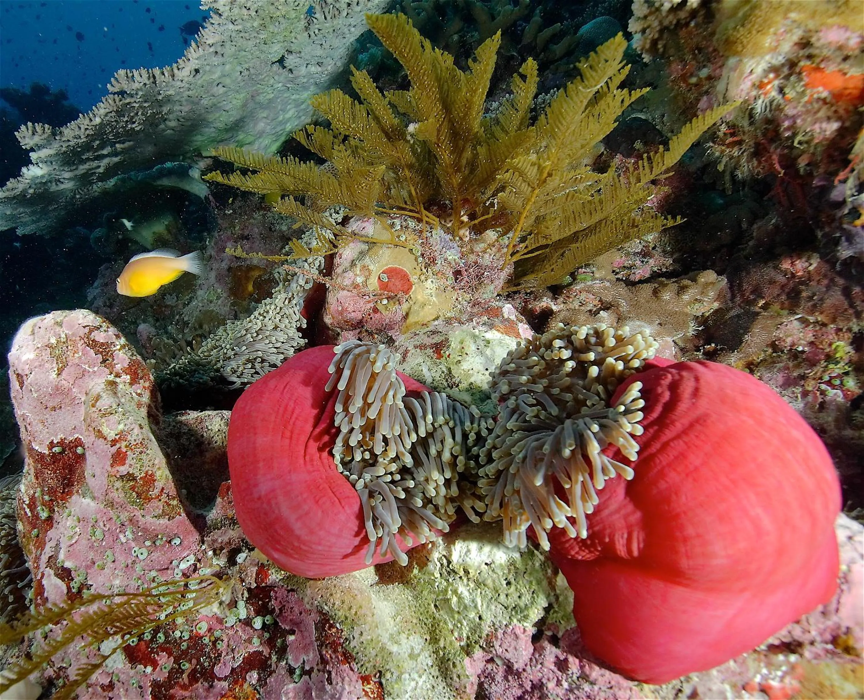 Diving in Le Jardin Maore