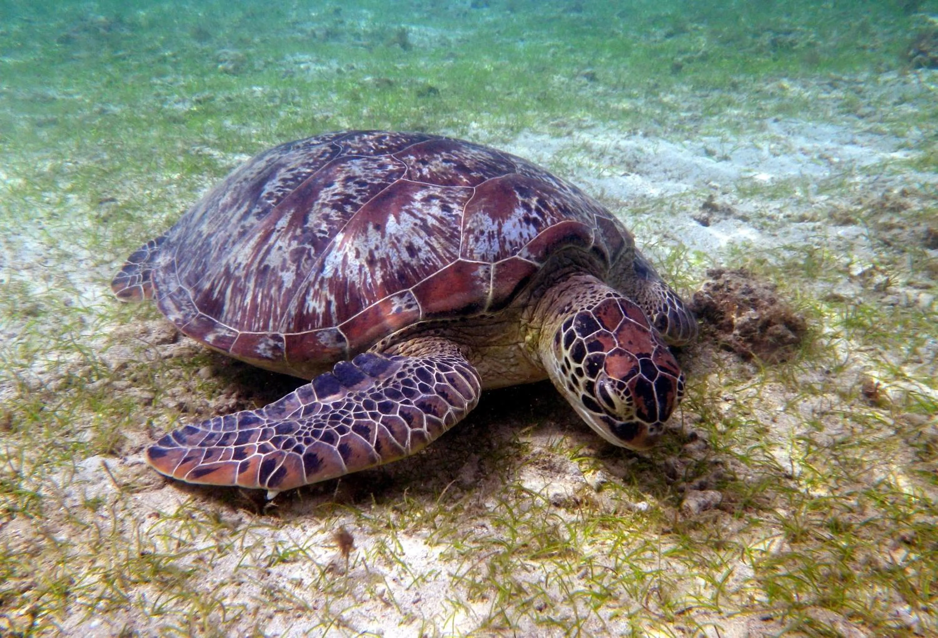 Natural landscape in Le Jardin Maore