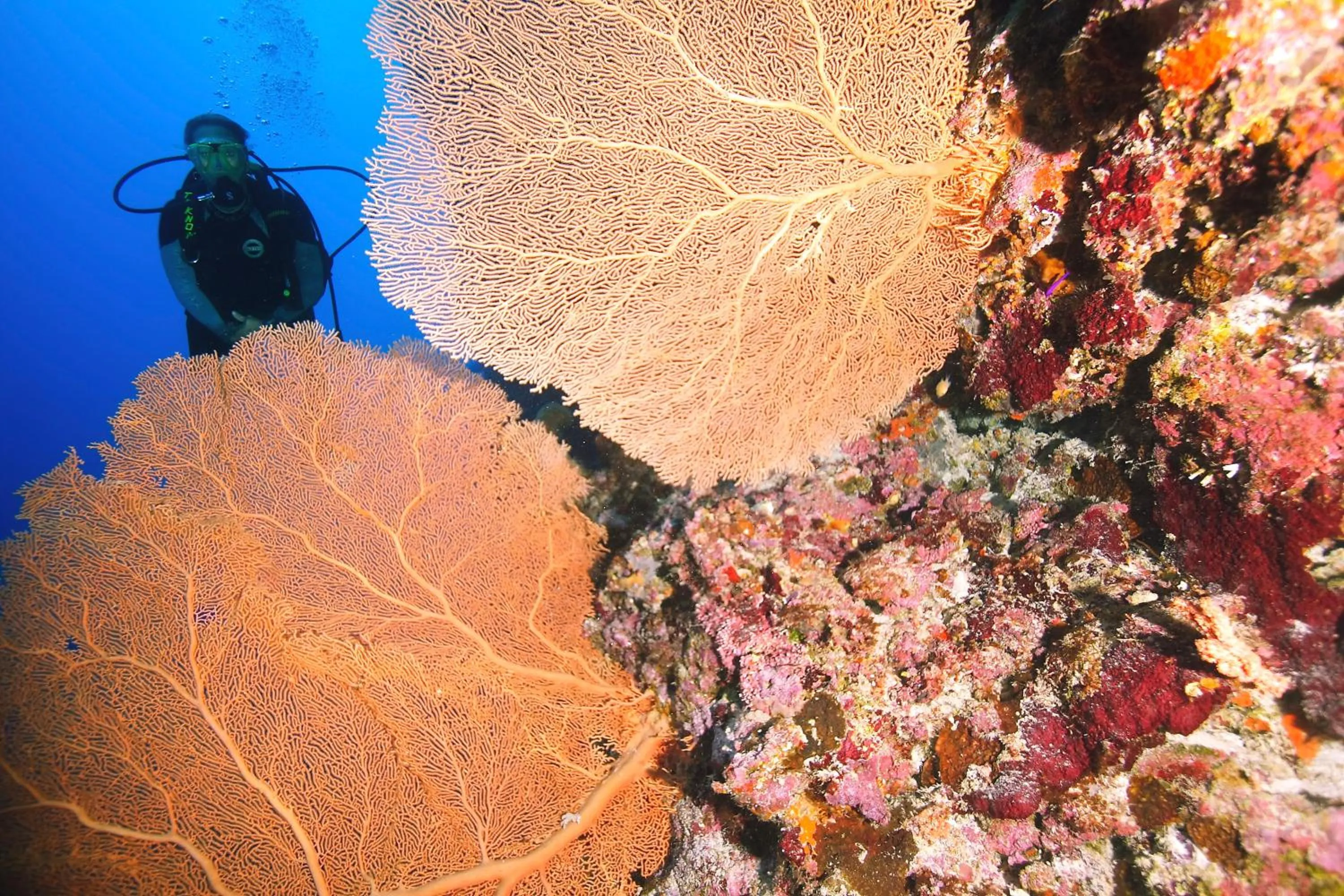 Diving in Le Jardin Maore