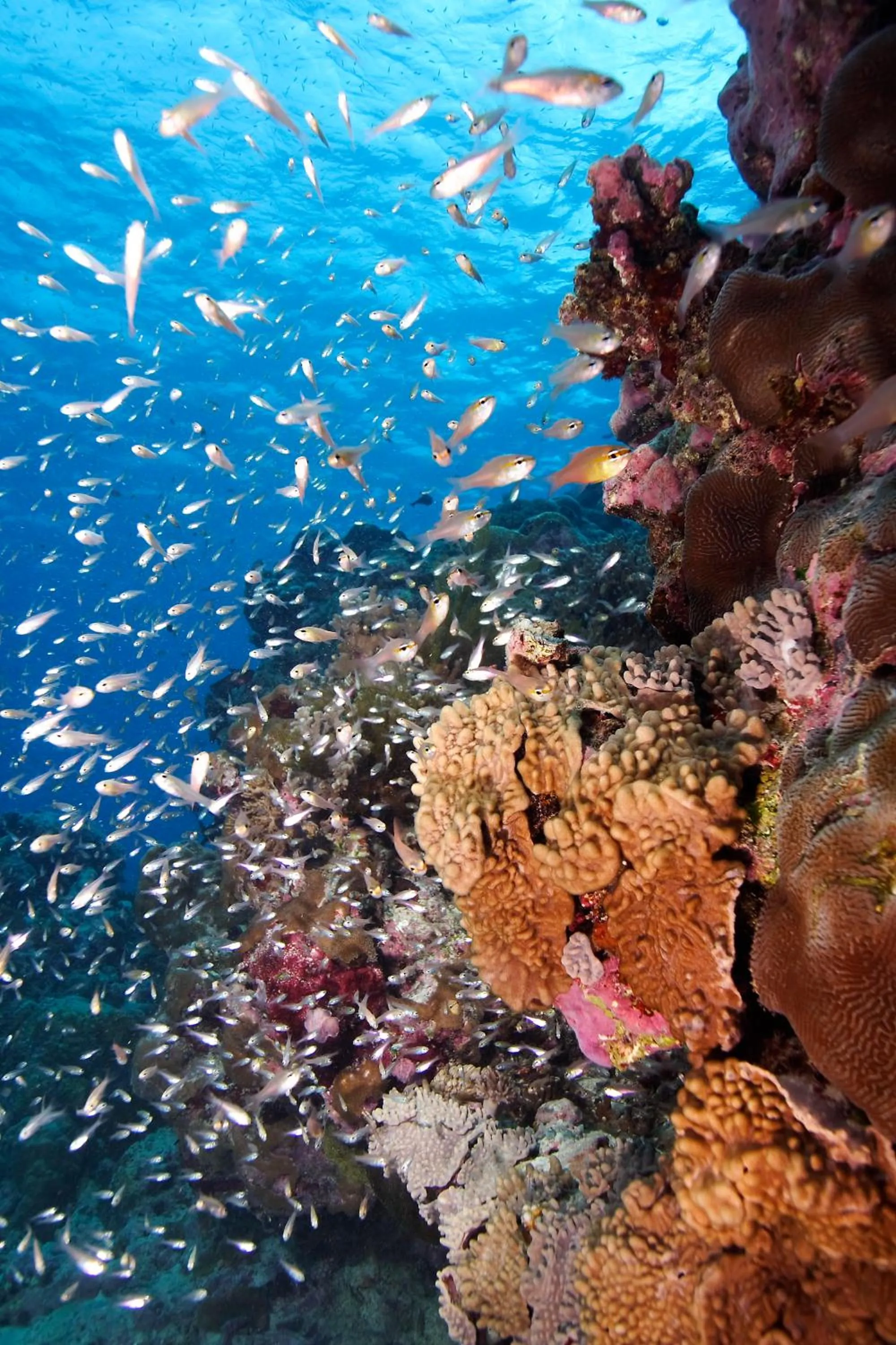 Diving in Le Jardin Maore