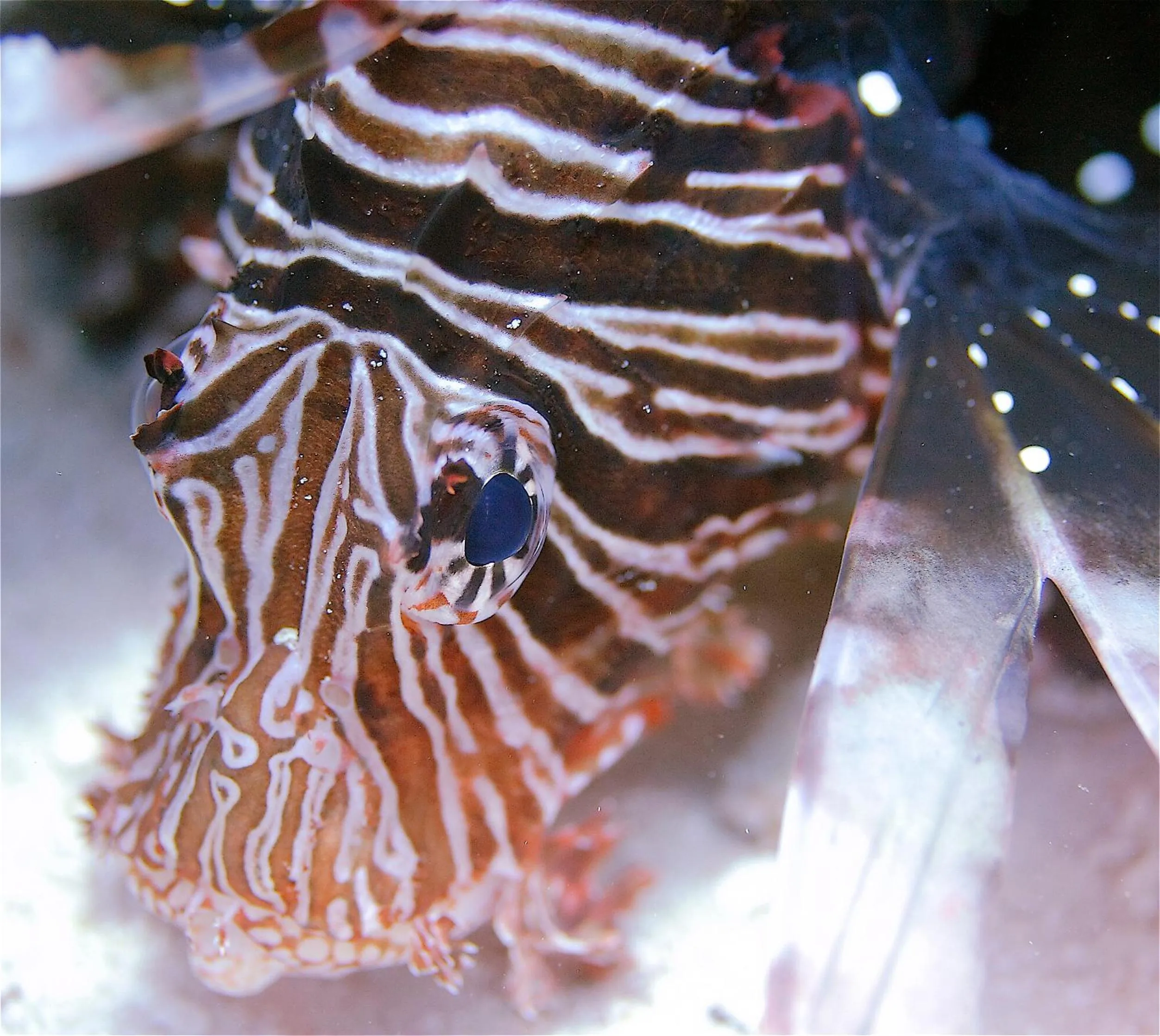 Diving in Le Jardin Maore