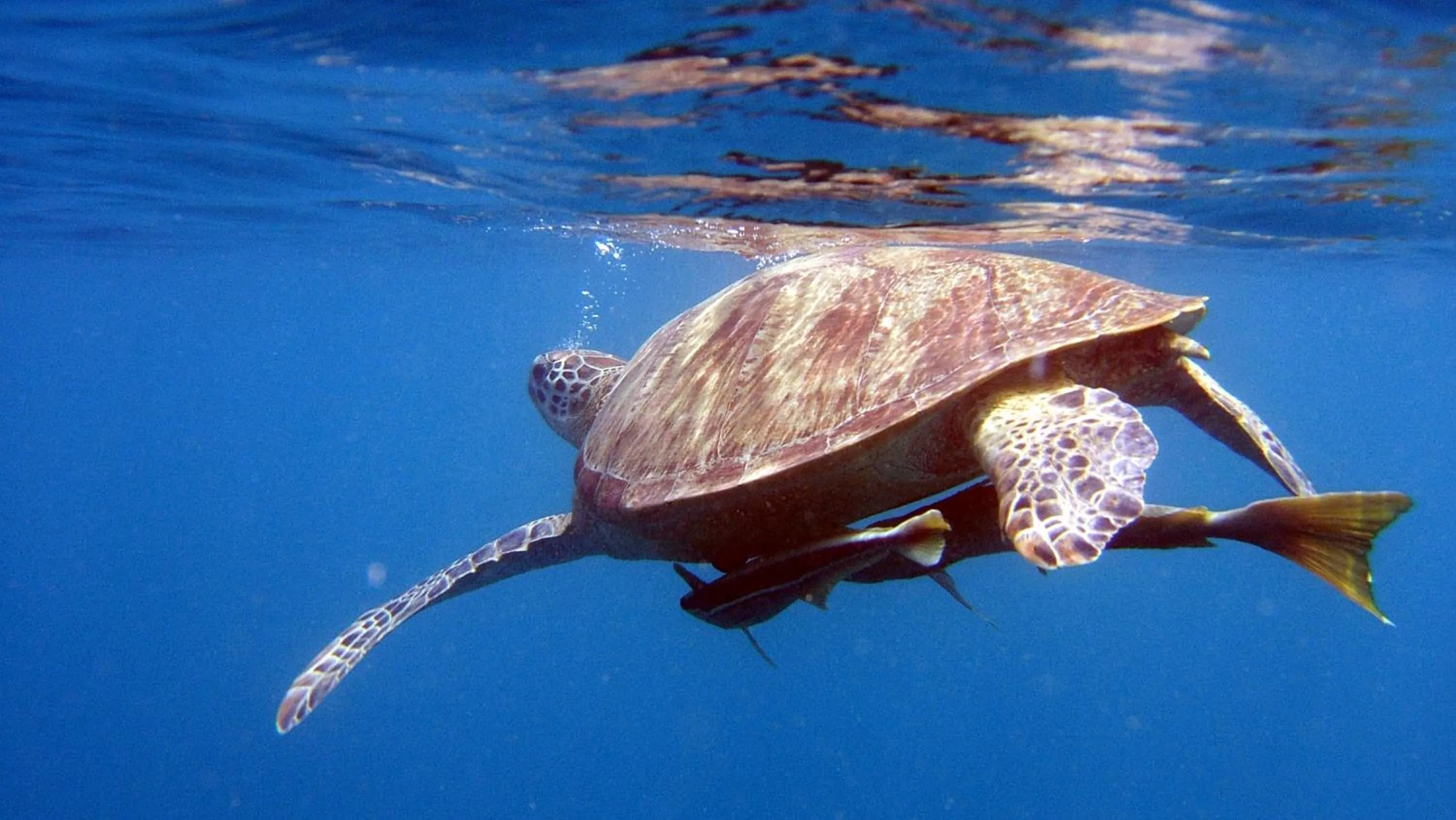 Snorkeling in Le Jardin Maore