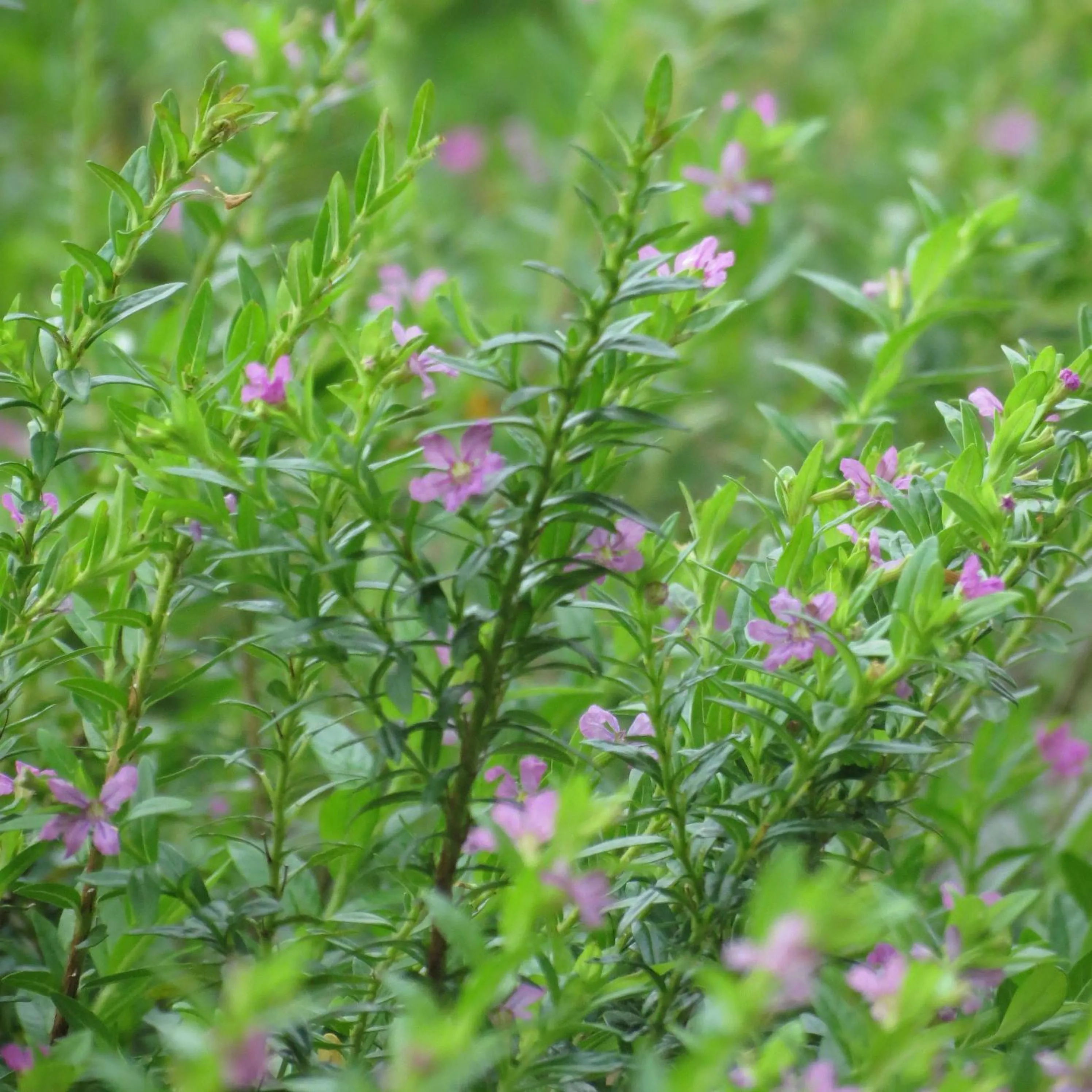 View (from property/room) in Grand Allevia Villa