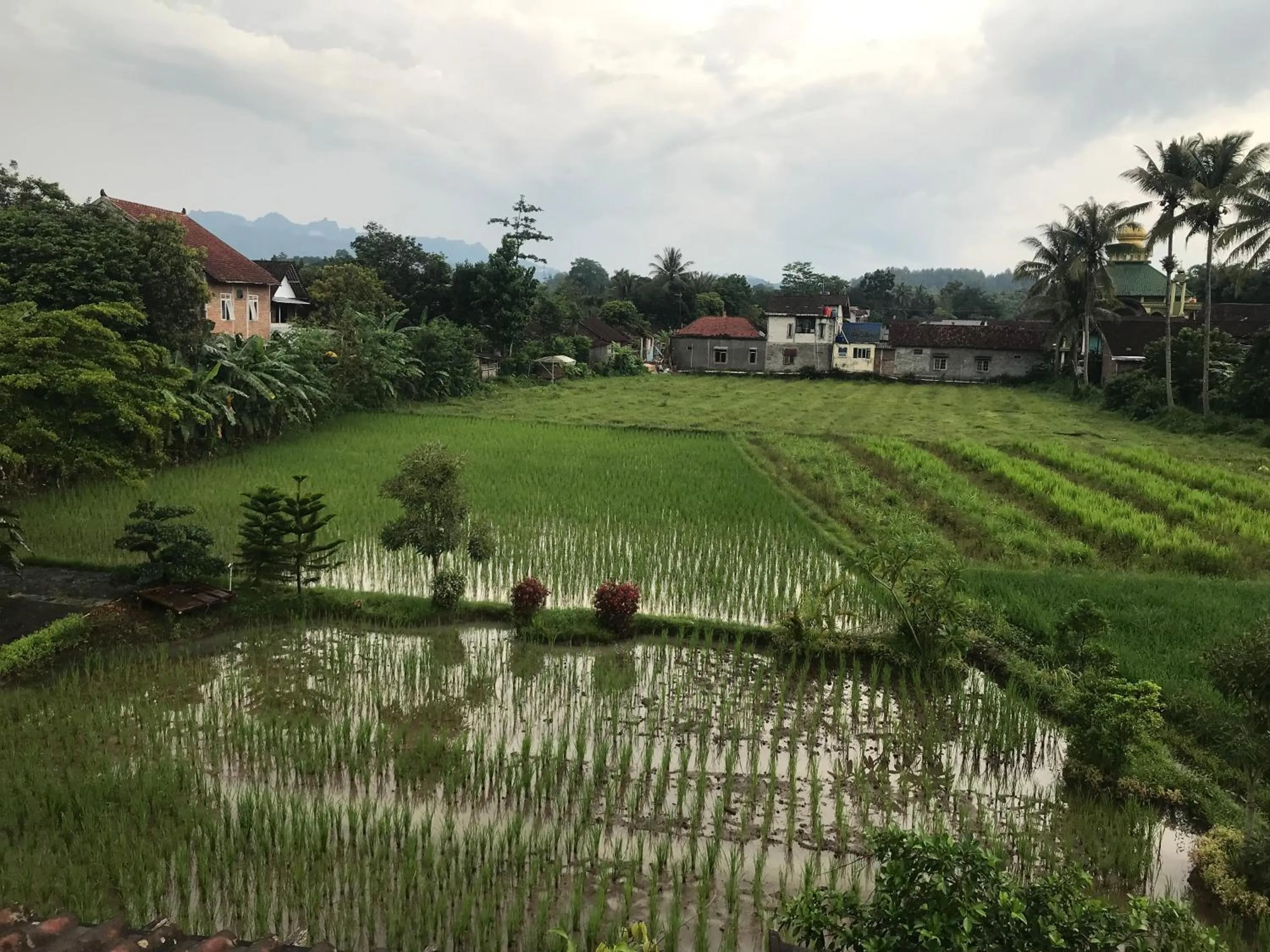 Spring in Lotus 2 Guest House