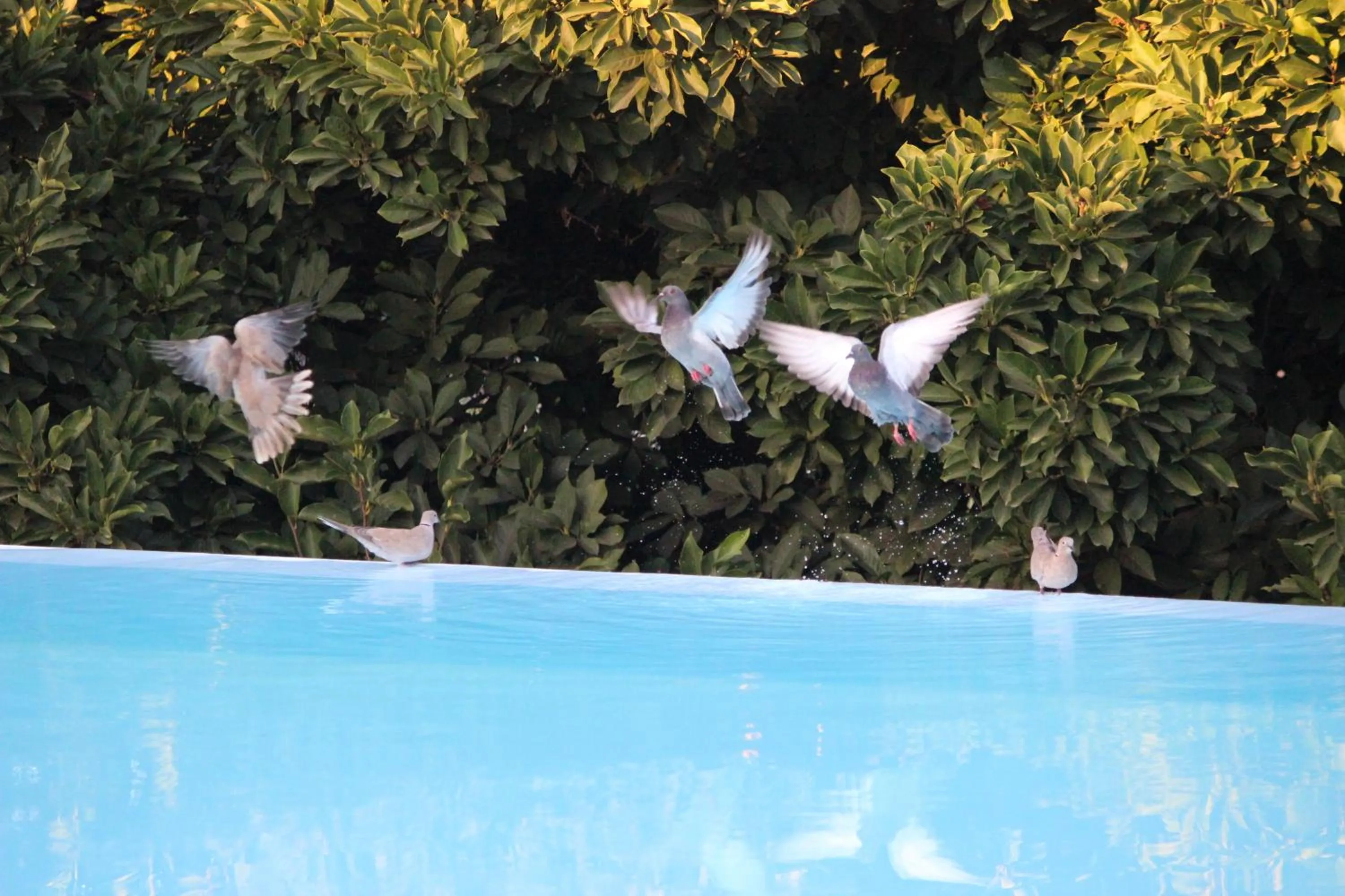 Garden view in Estrebuela House