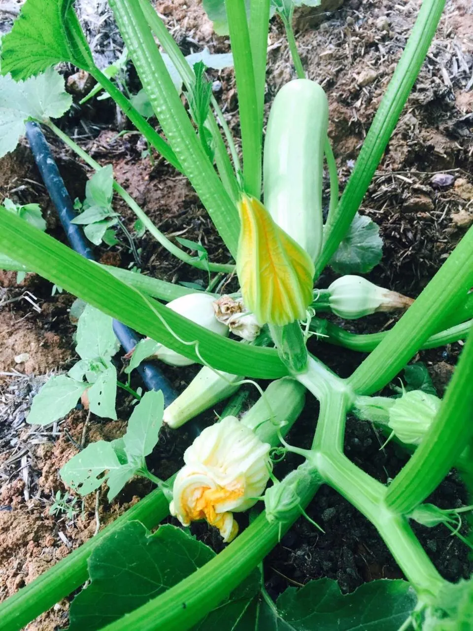 Summer in Kerpe Diem Otel