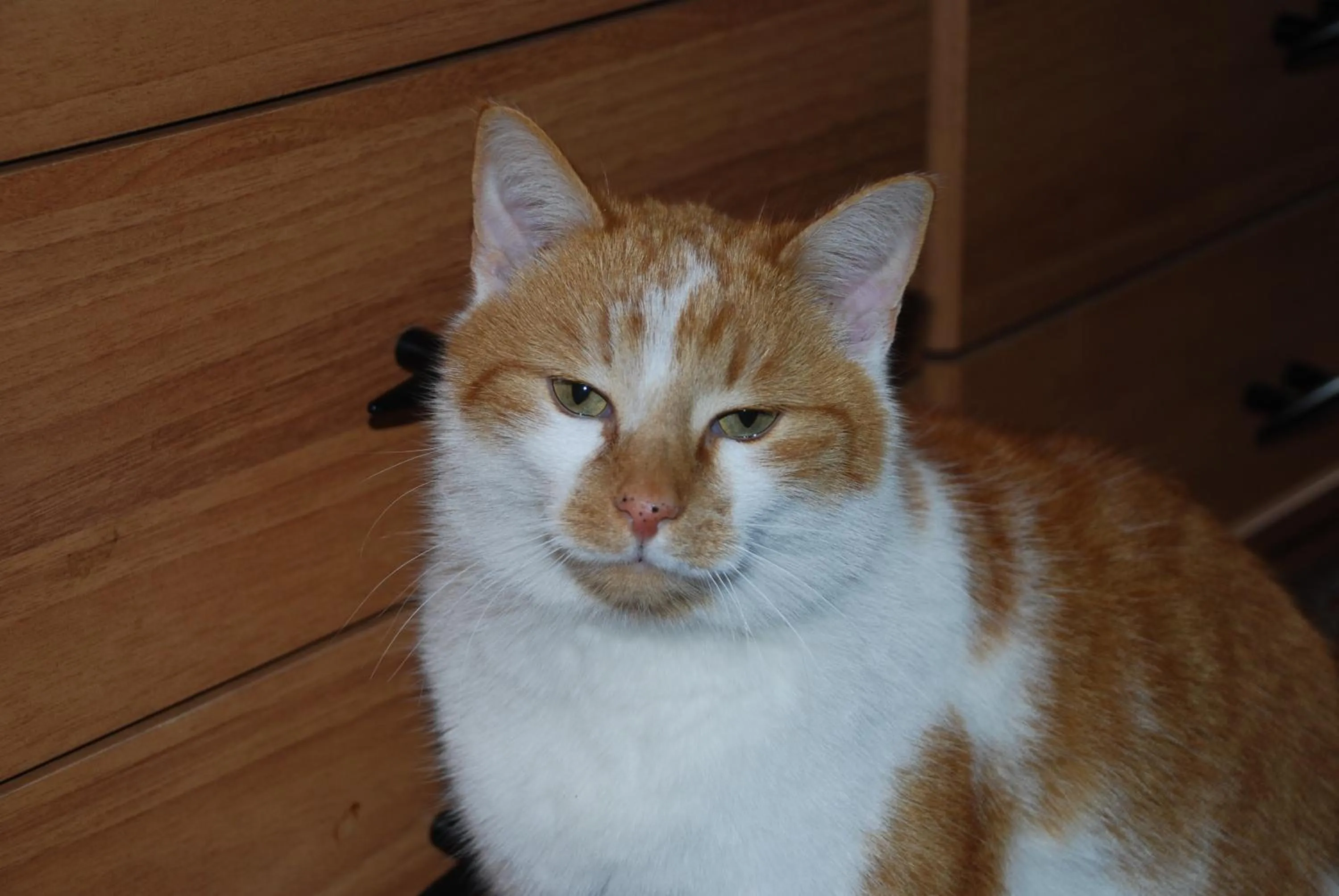 Pets in Hotel Alpenhof