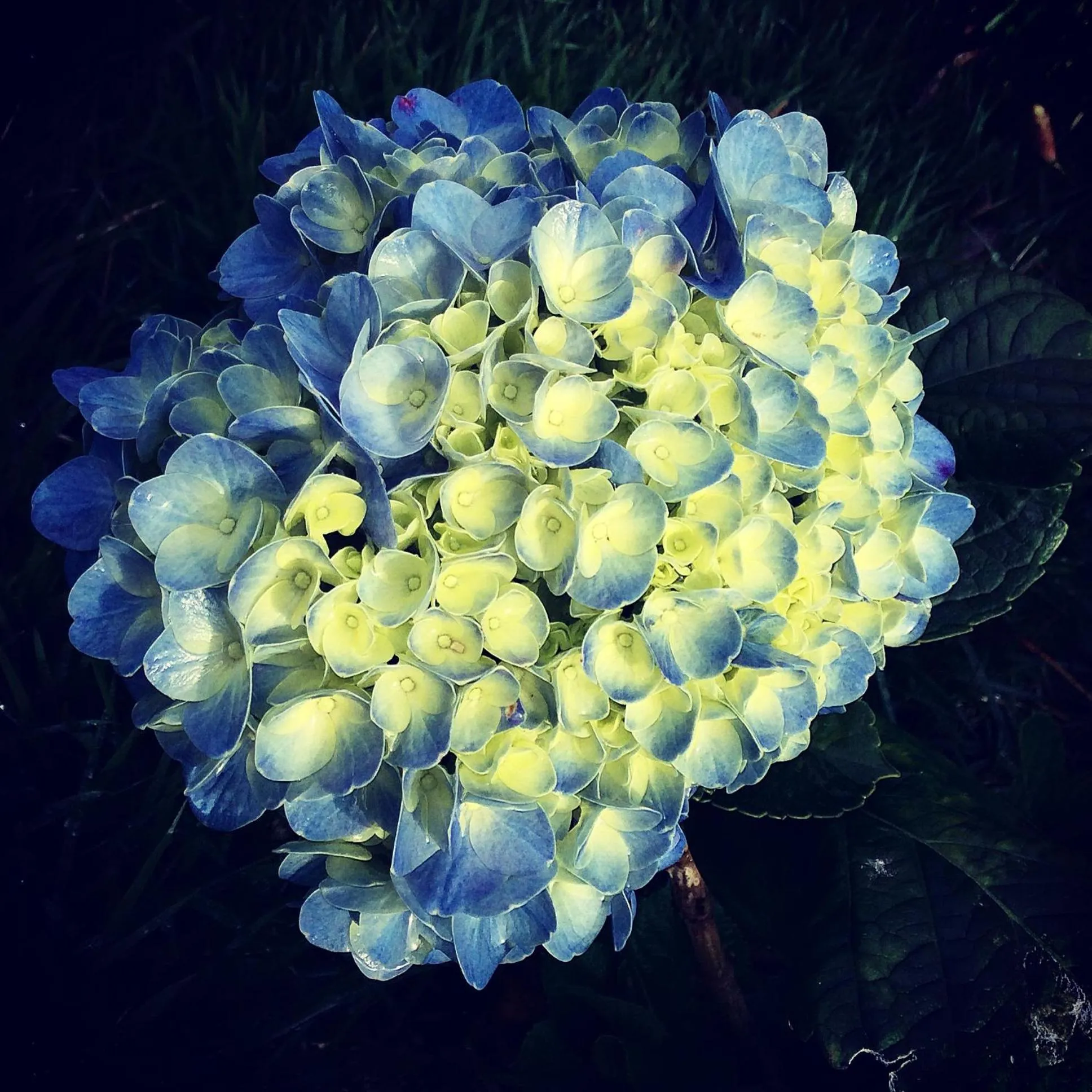 Garden in Hotel Central Boquete