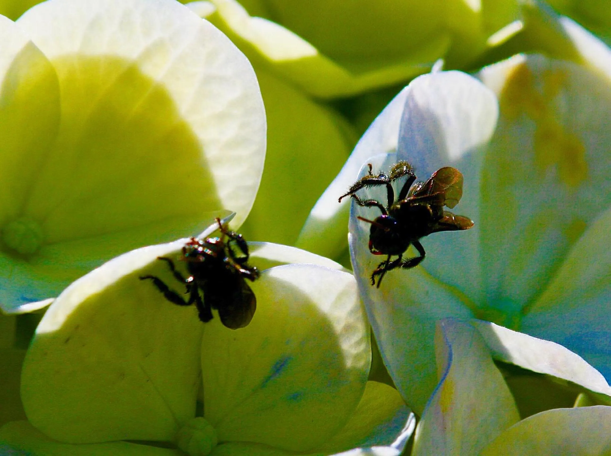Garden in Hotel Central Boquete