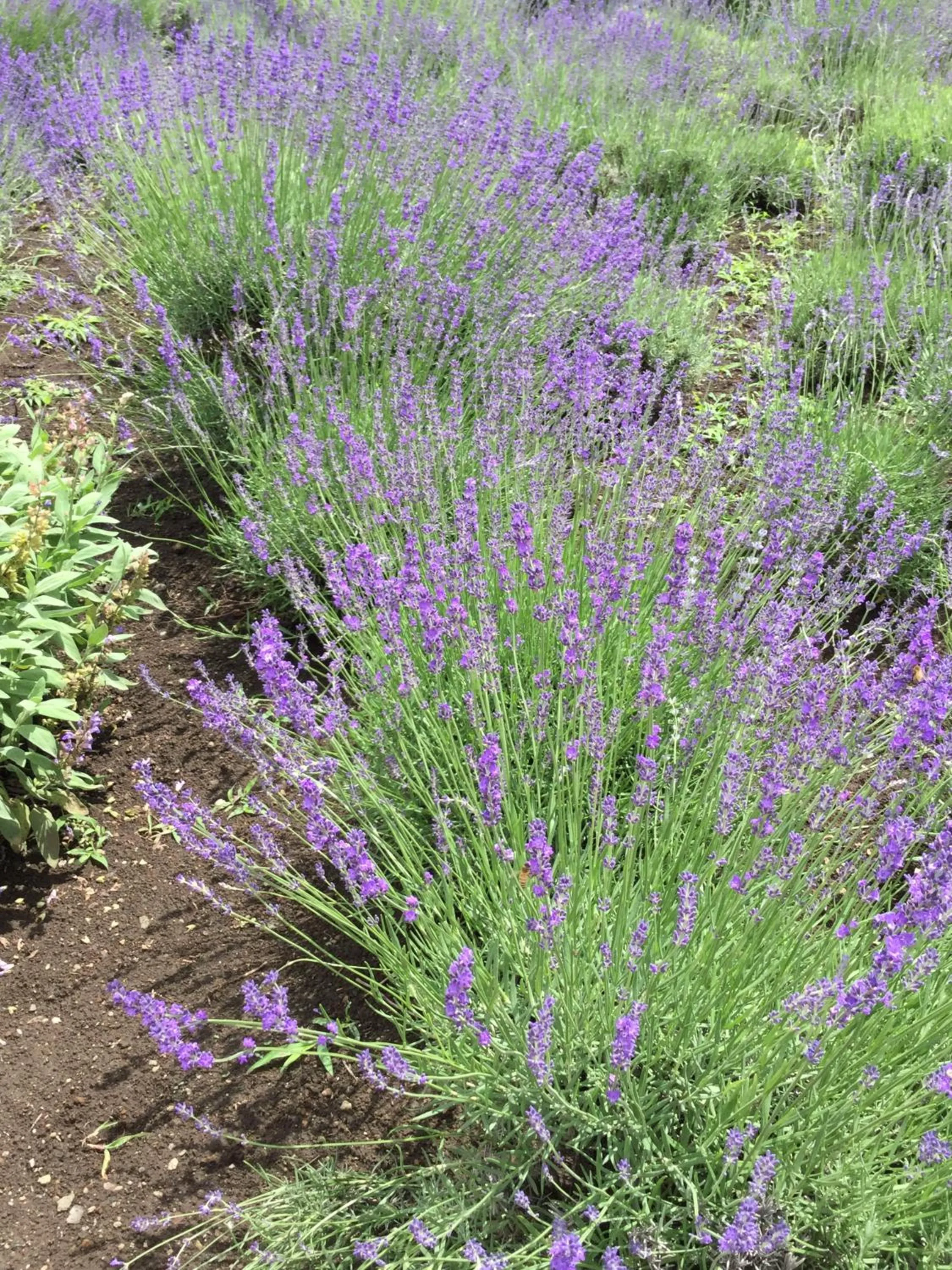 Off site in Kawaguchiko Urban Resort Villa