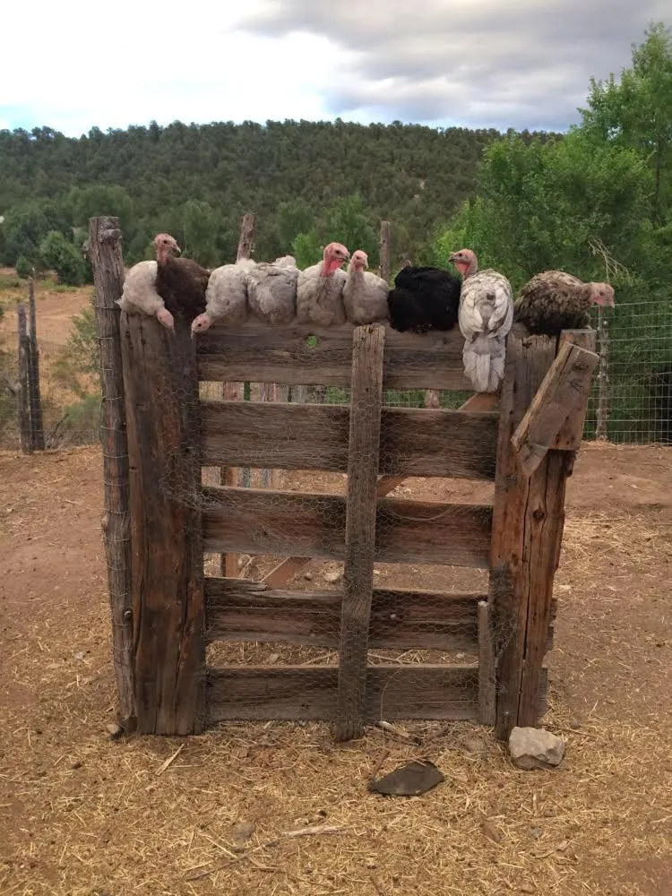 Taos Goji Farm & Eco-Lodge Retreat