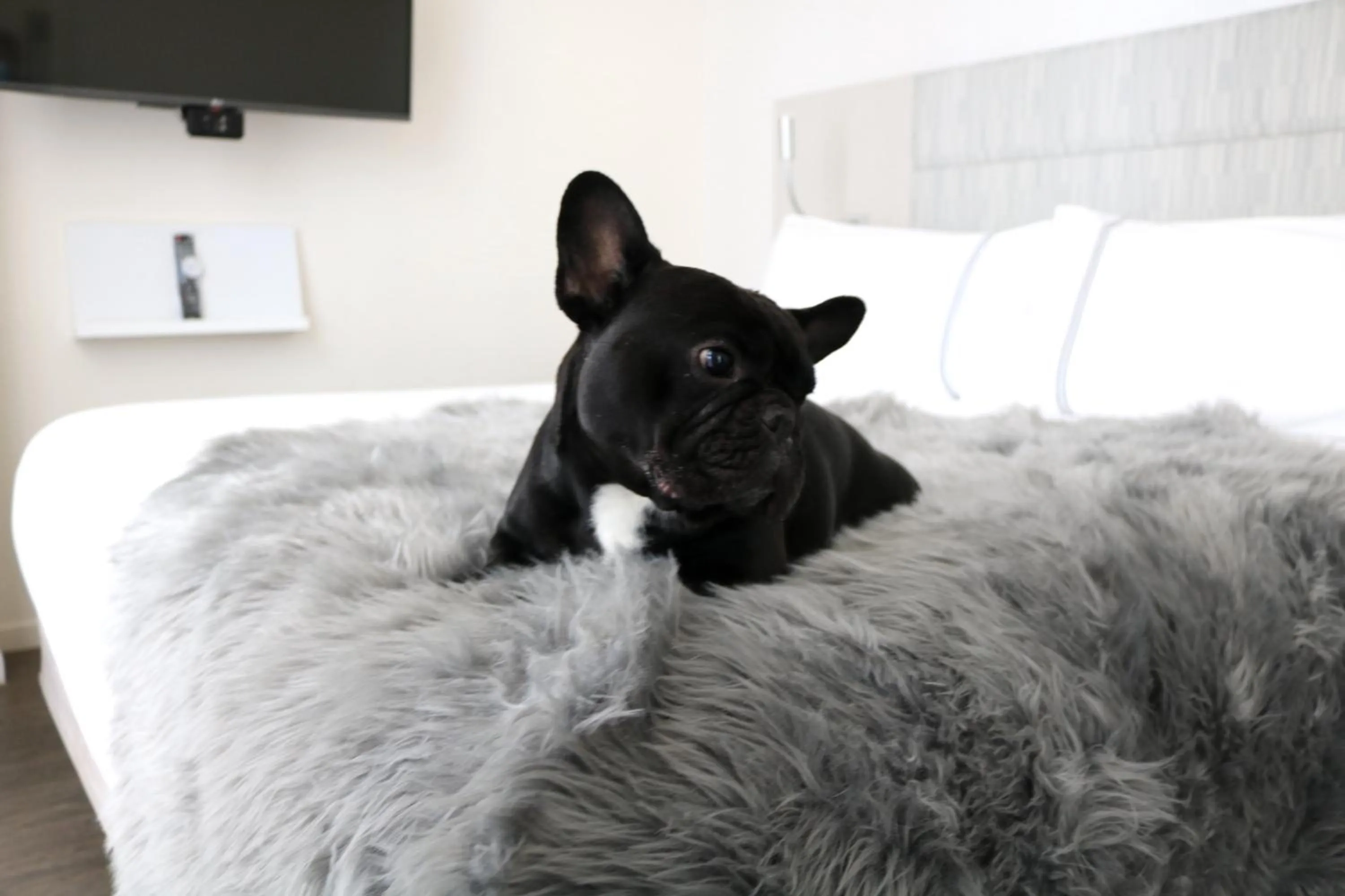 Animals, Bed in INNSiDE by Meliá New York Nomad