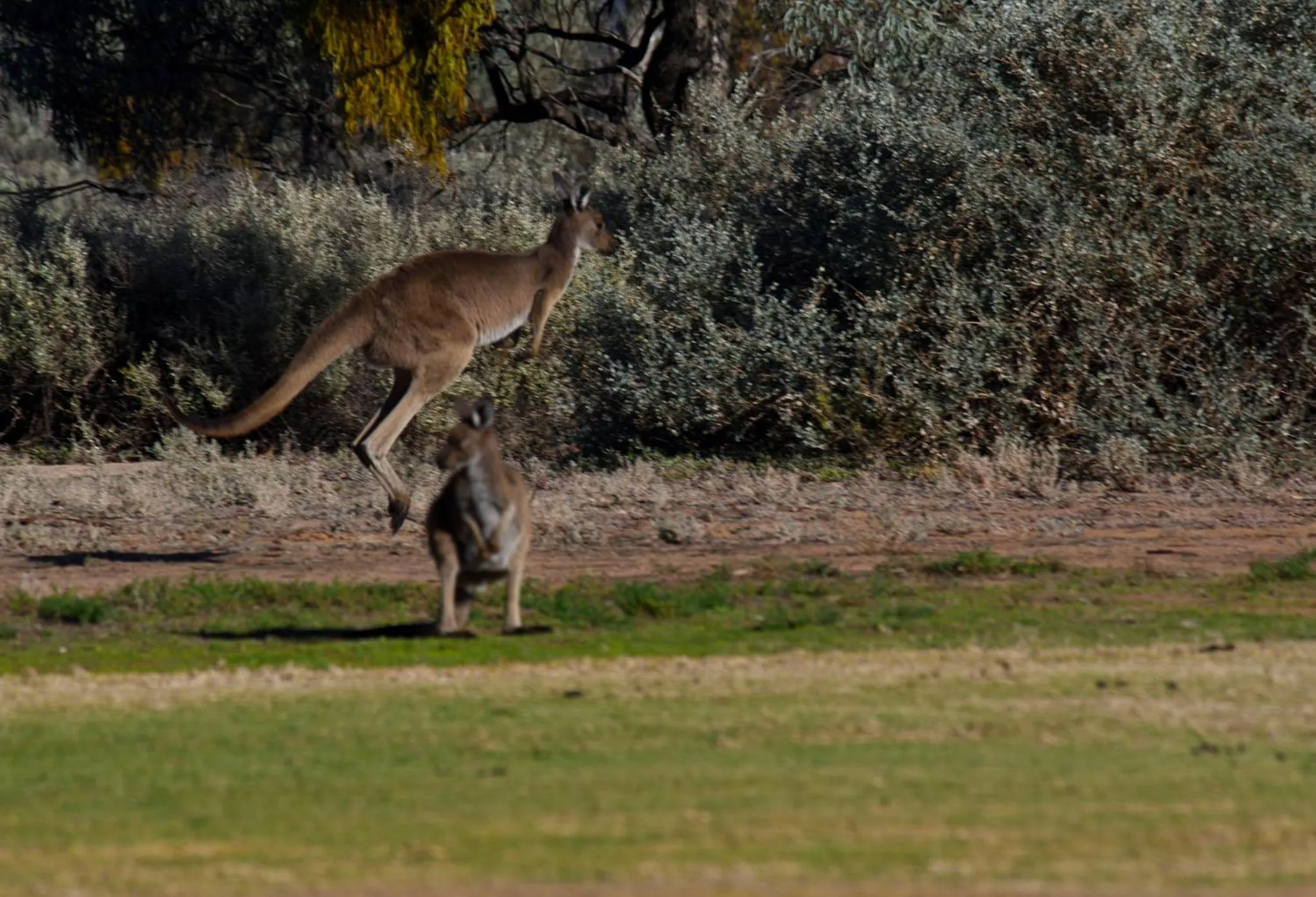 Animals in Renmark Country Club