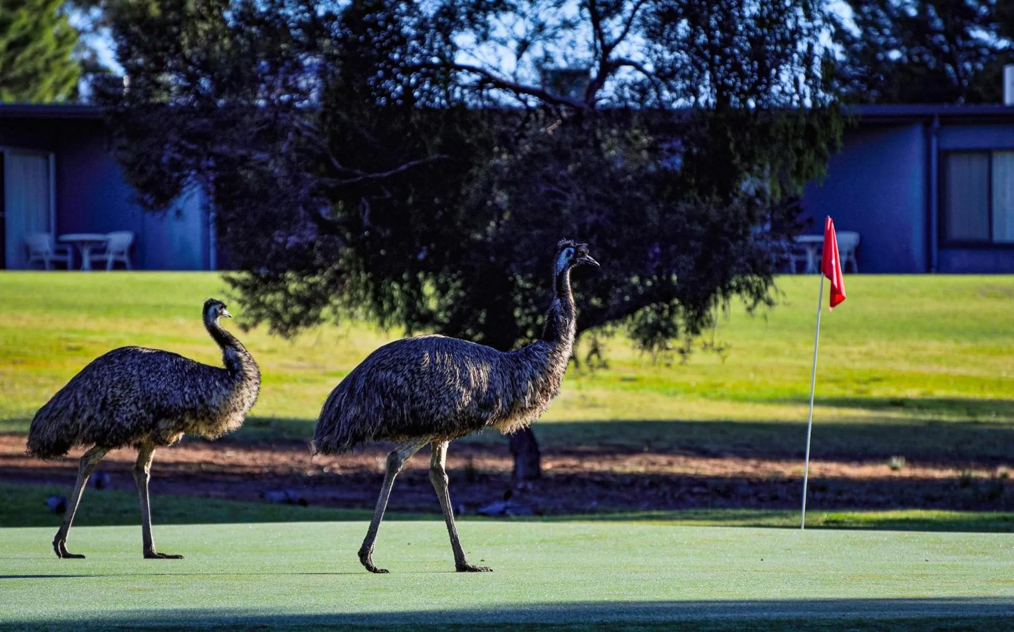 Animals in Renmark Country Club