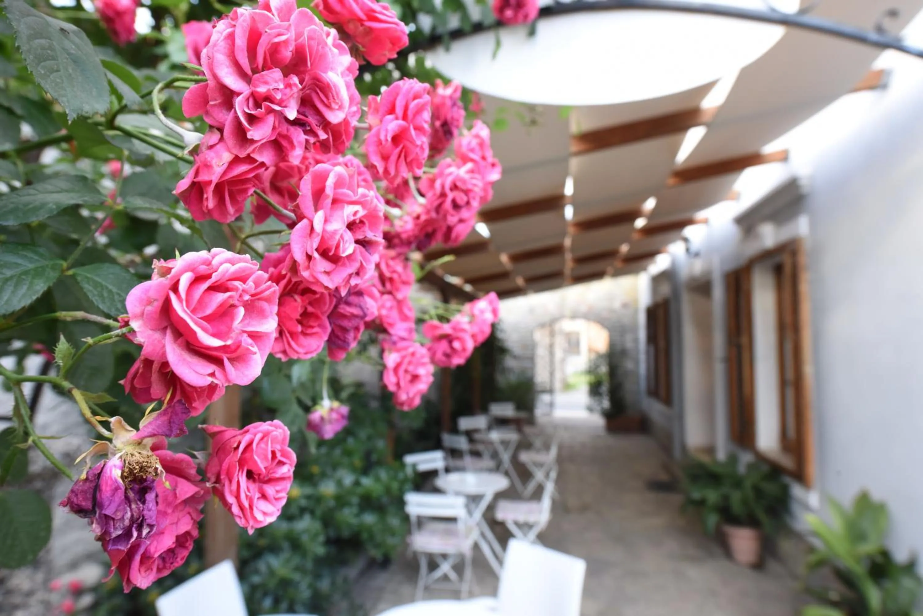 Garden in Rose Garden Hotel