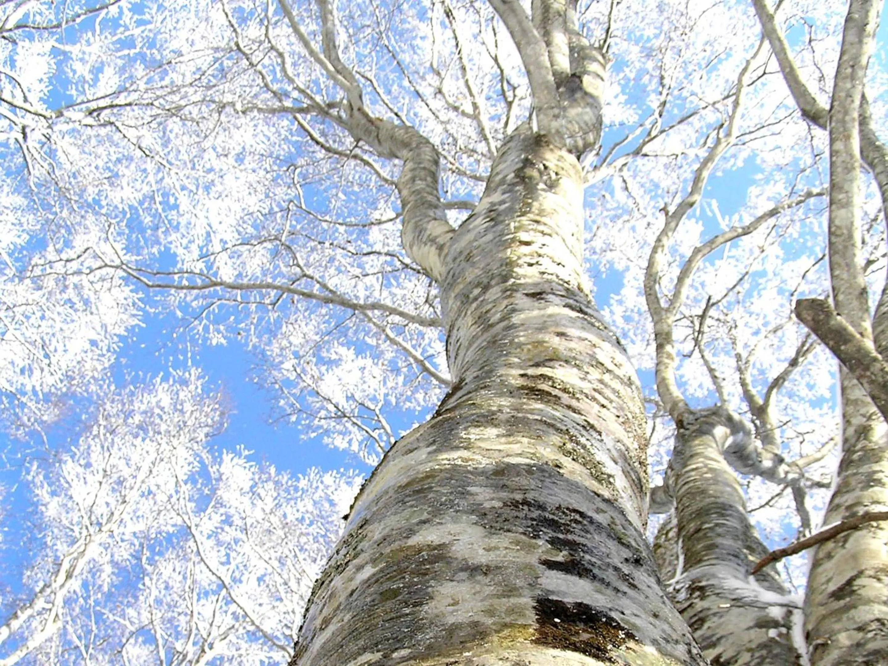 Natural landscape in Urabandai Lake Resort Goshiki no Mori