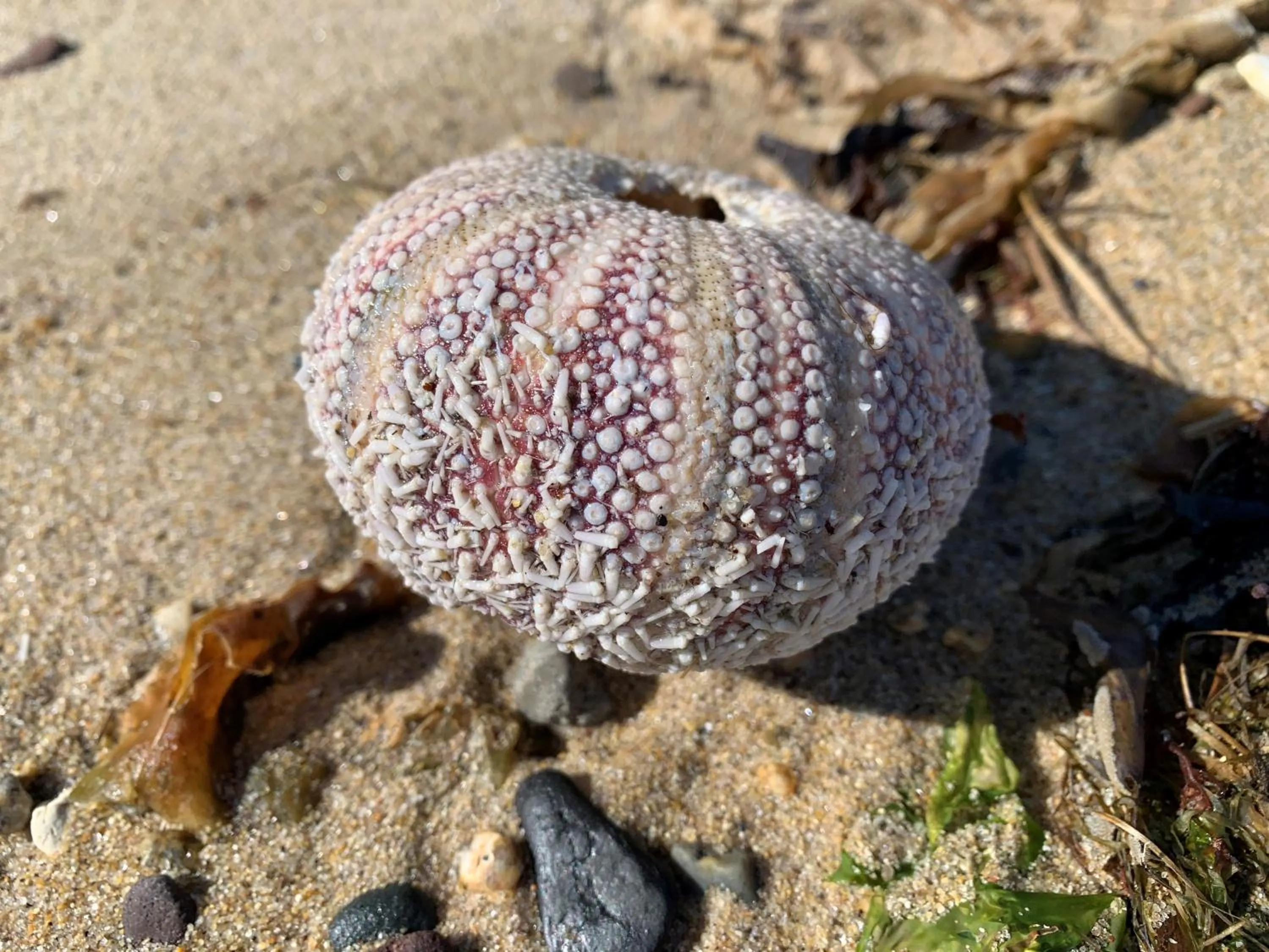 Beach in The Corrie Hotel