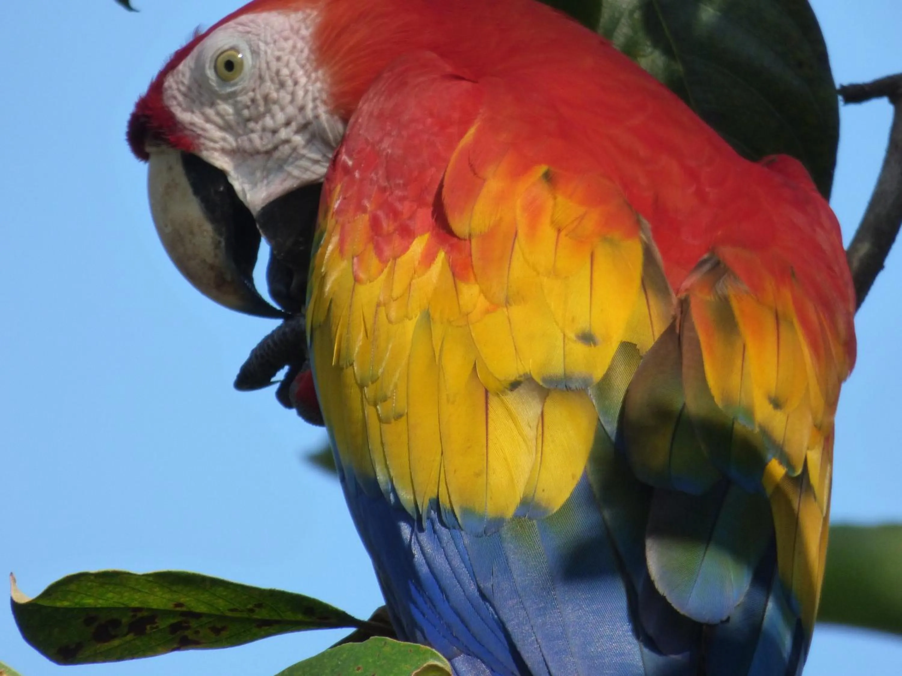 Animals in Corcovado Beach Lodge