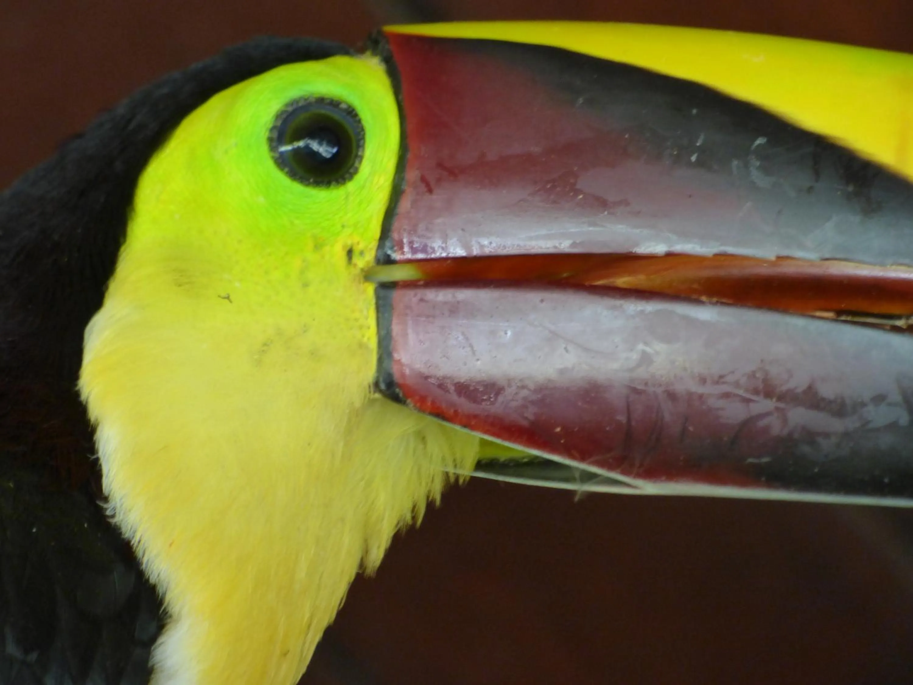 Animals in Corcovado Beach Lodge