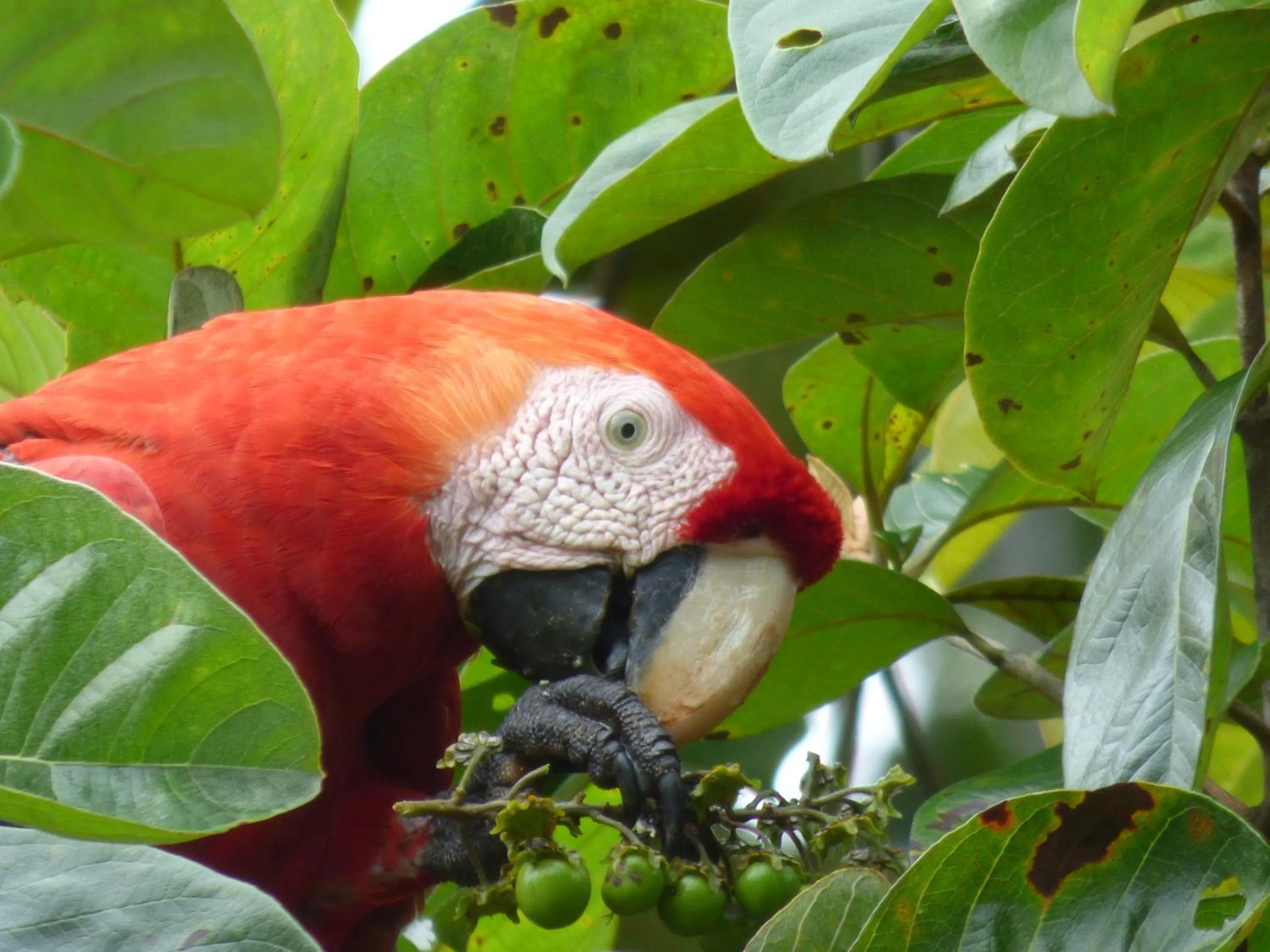 Animals in Corcovado Beach Lodge
