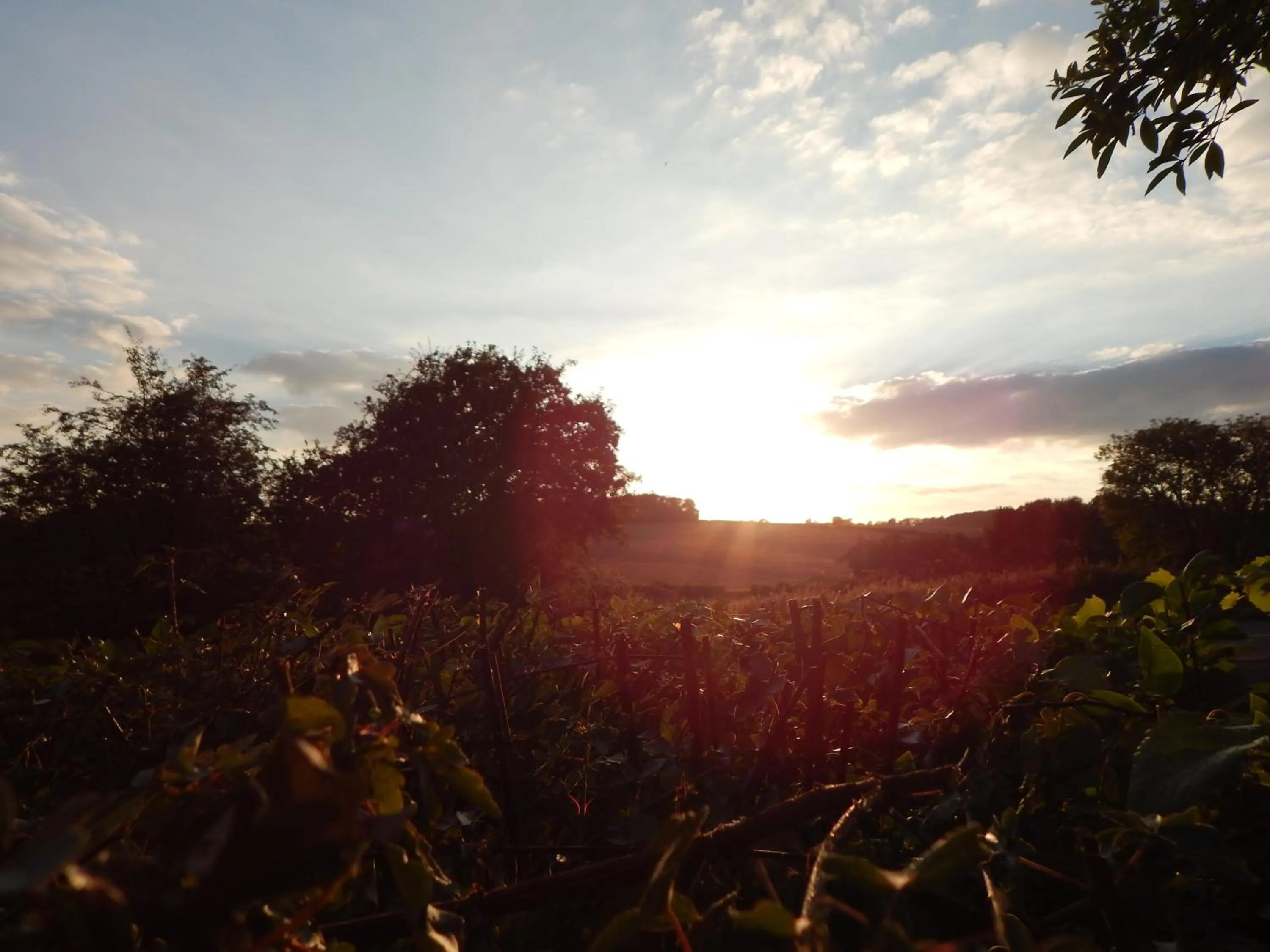 Natural landscape in The Ivy House