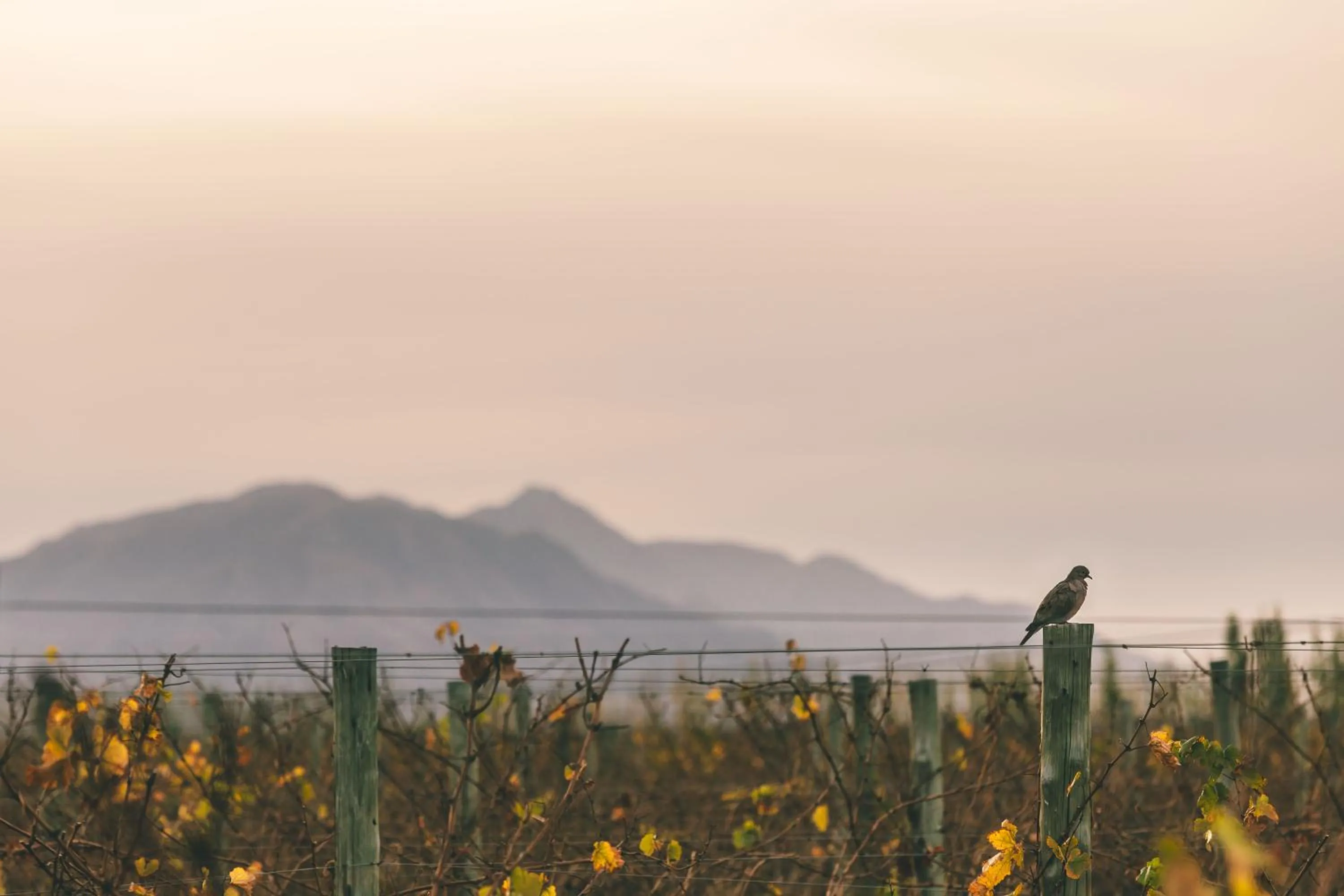 Day in Rosell Boher Winery Lodge & Spa