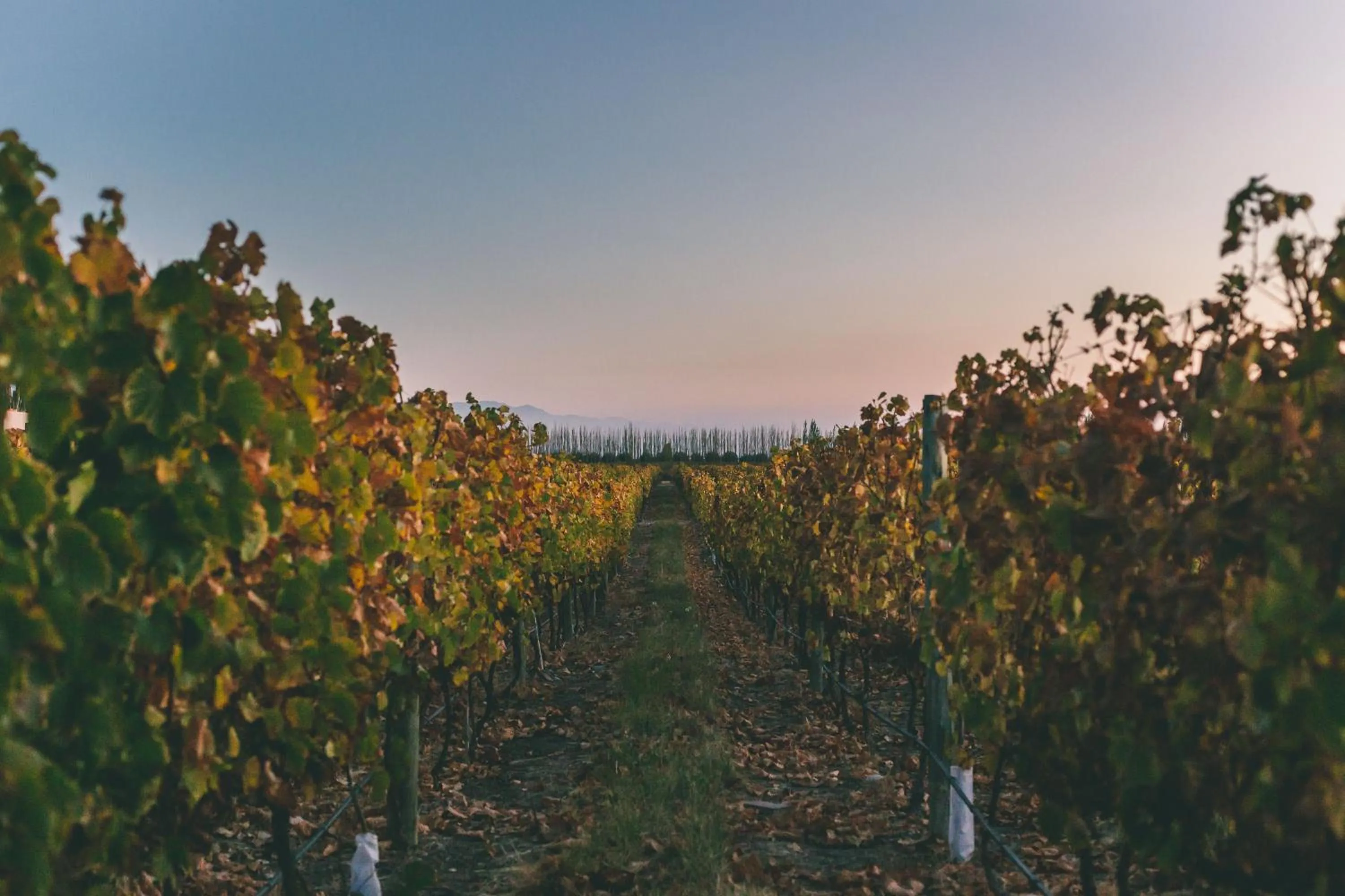 Spring in Rosell Boher Winery Lodge & Spa