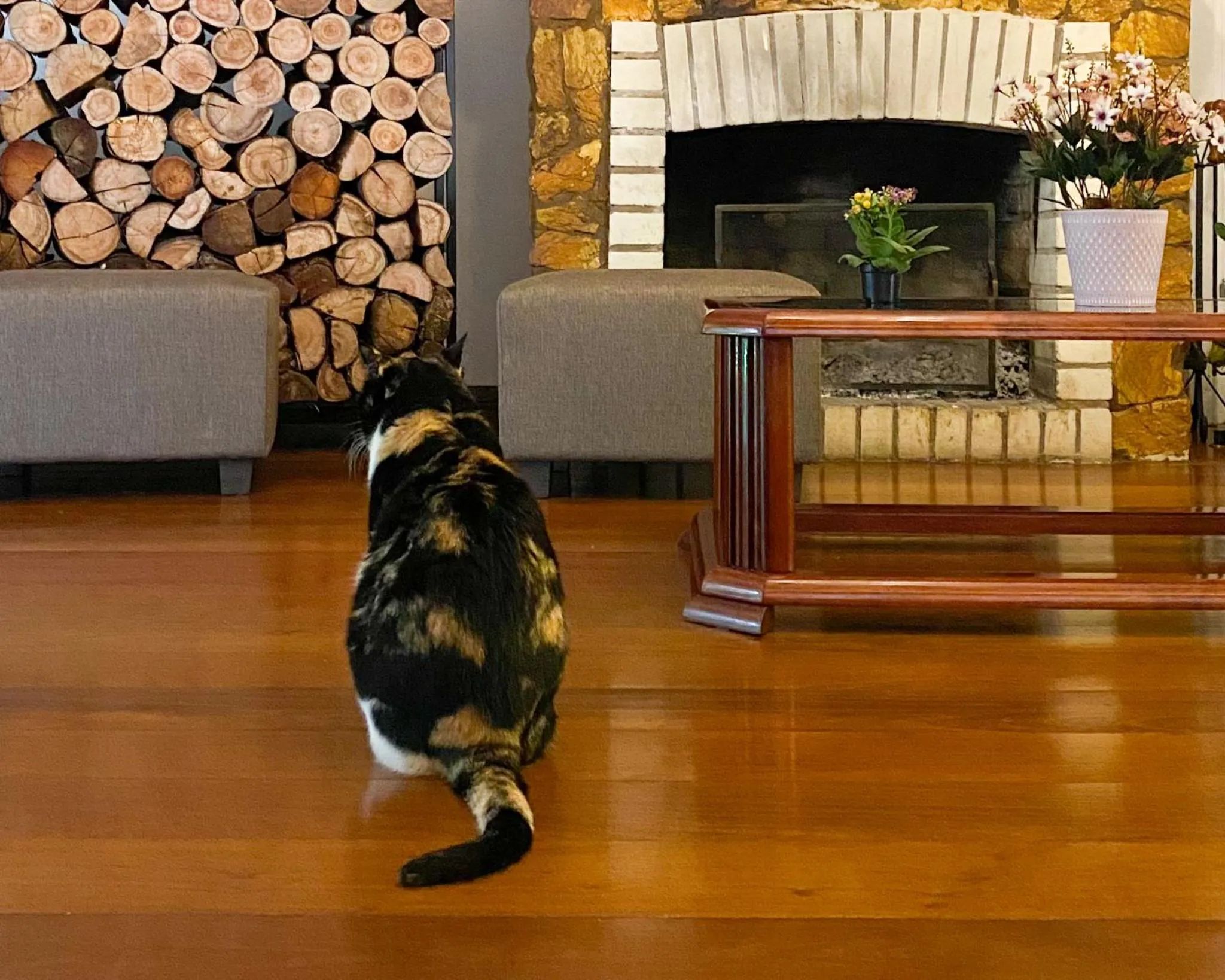 Pets in Pousada Vovô Nino