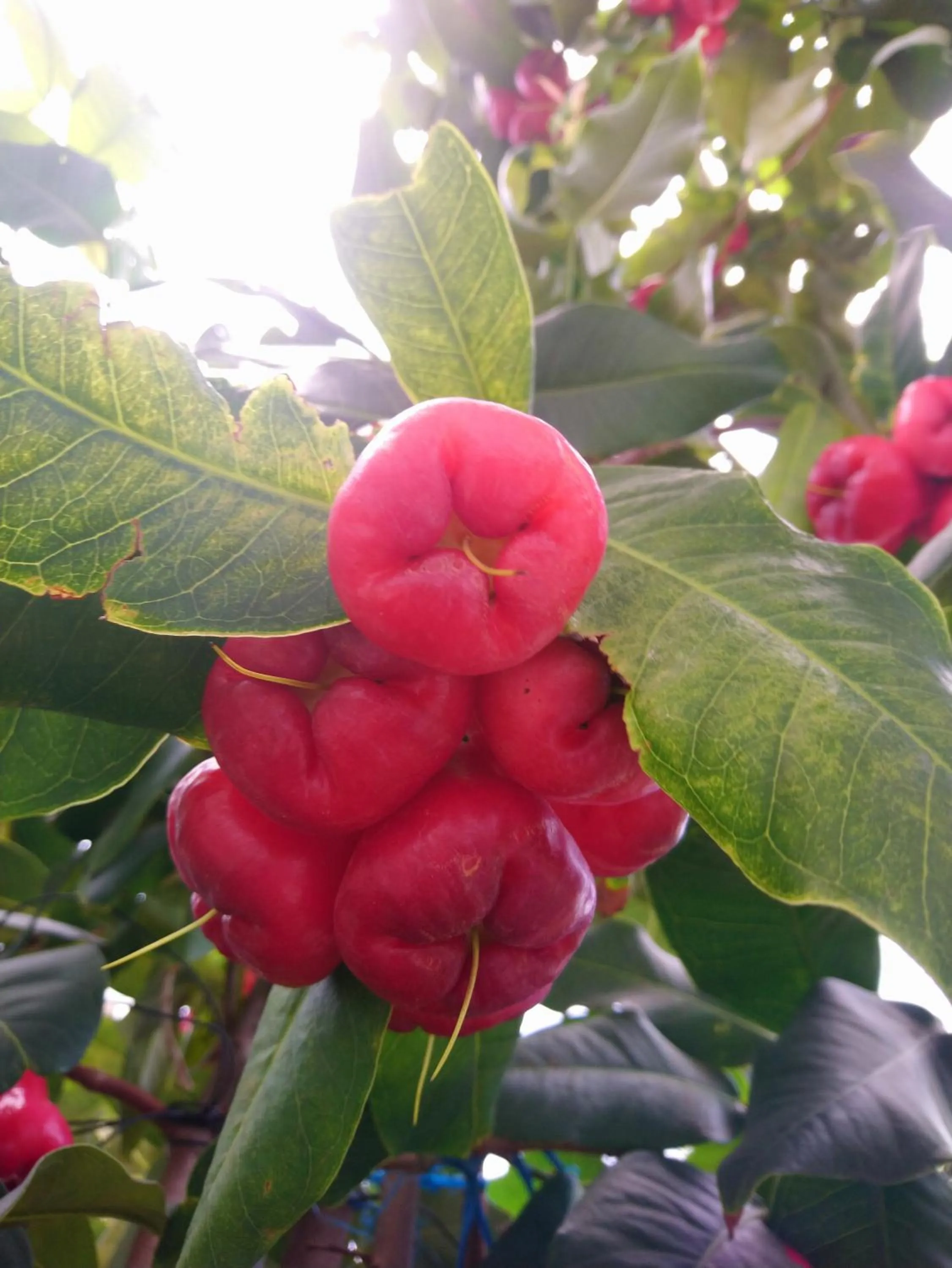 Hung Phuc Mui Ne Hotel