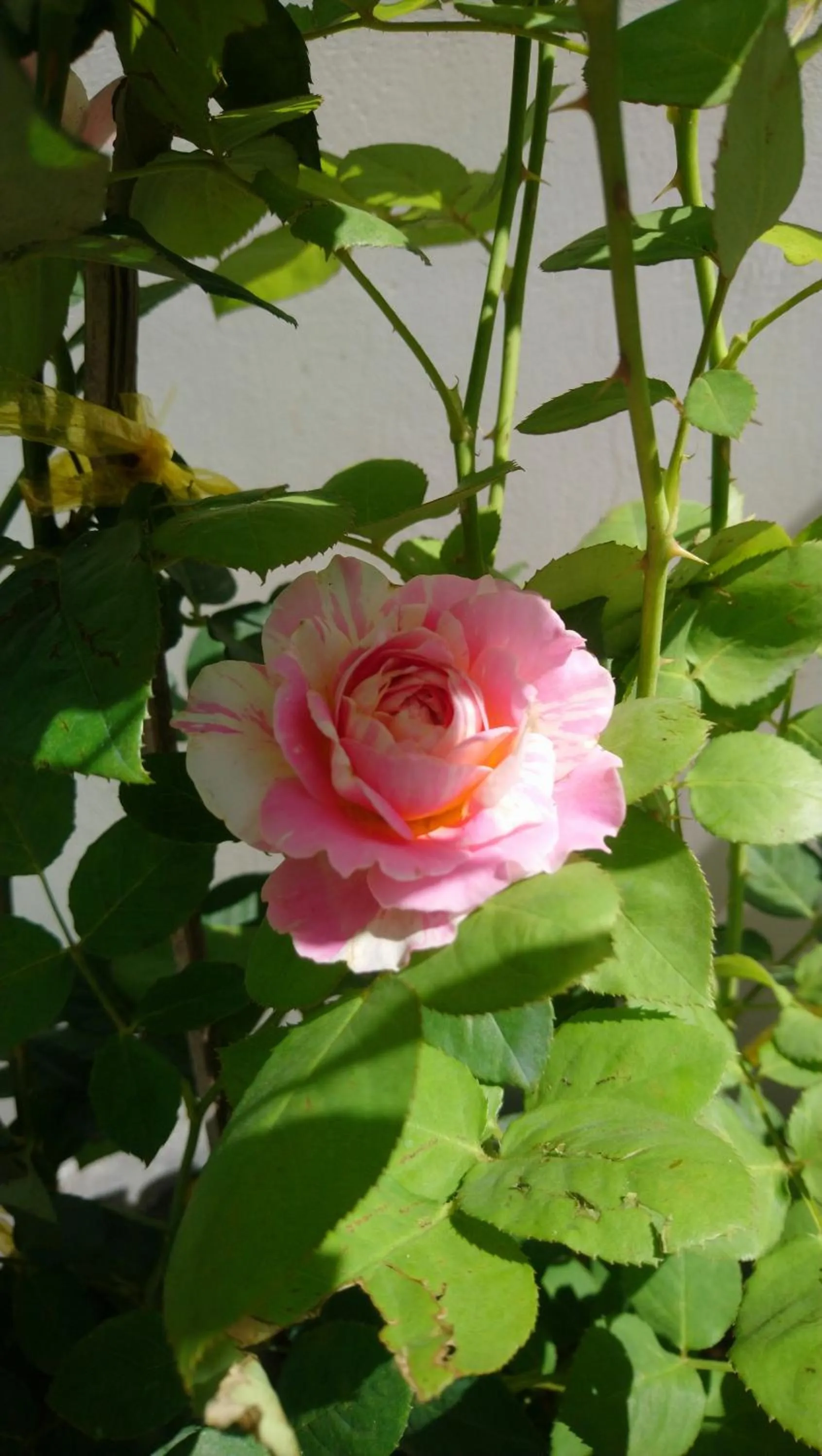 Hung Phuc Mui Ne Hotel