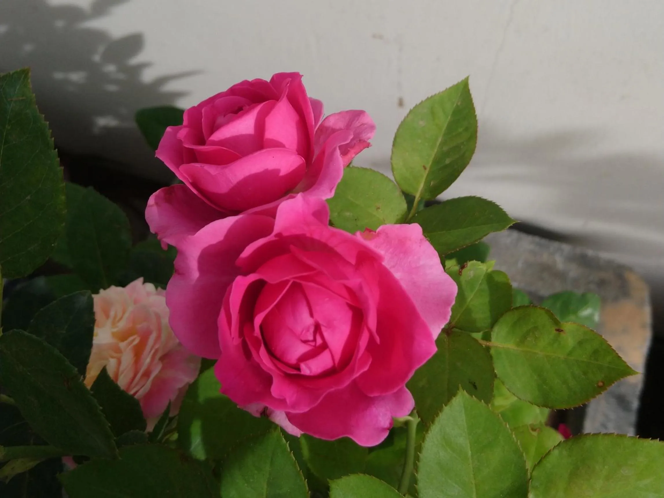 Garden in Hung Phuc Mui Ne Hotel