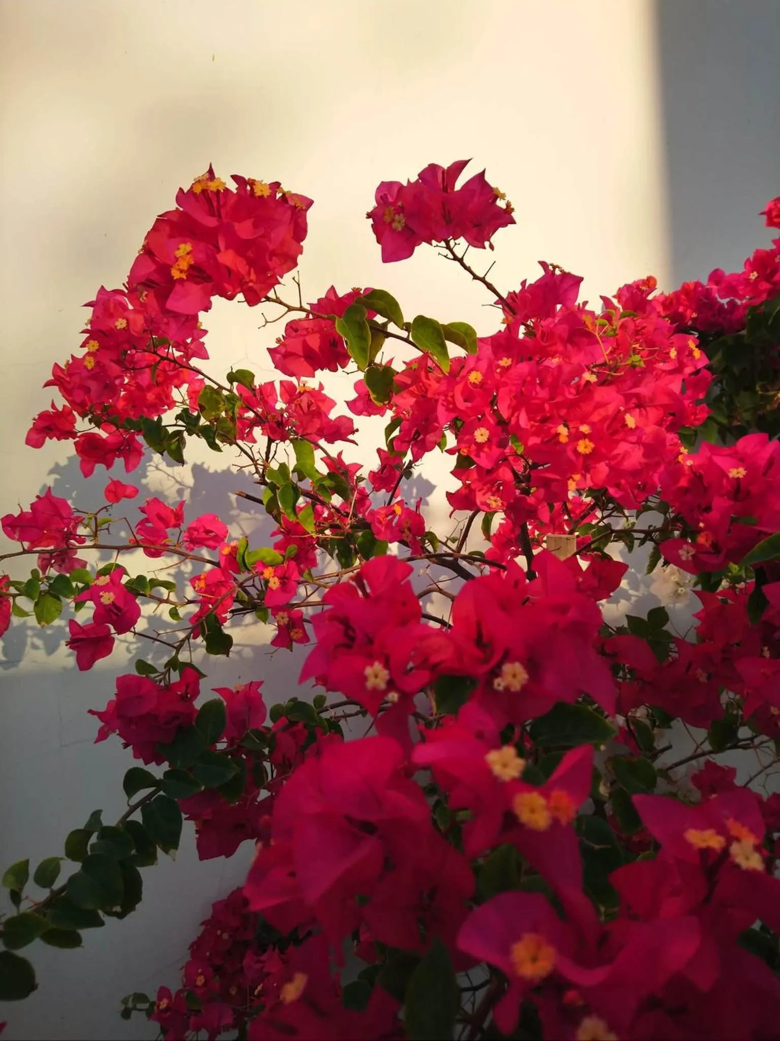 Garden in Hung Phuc Mui Ne Hotel