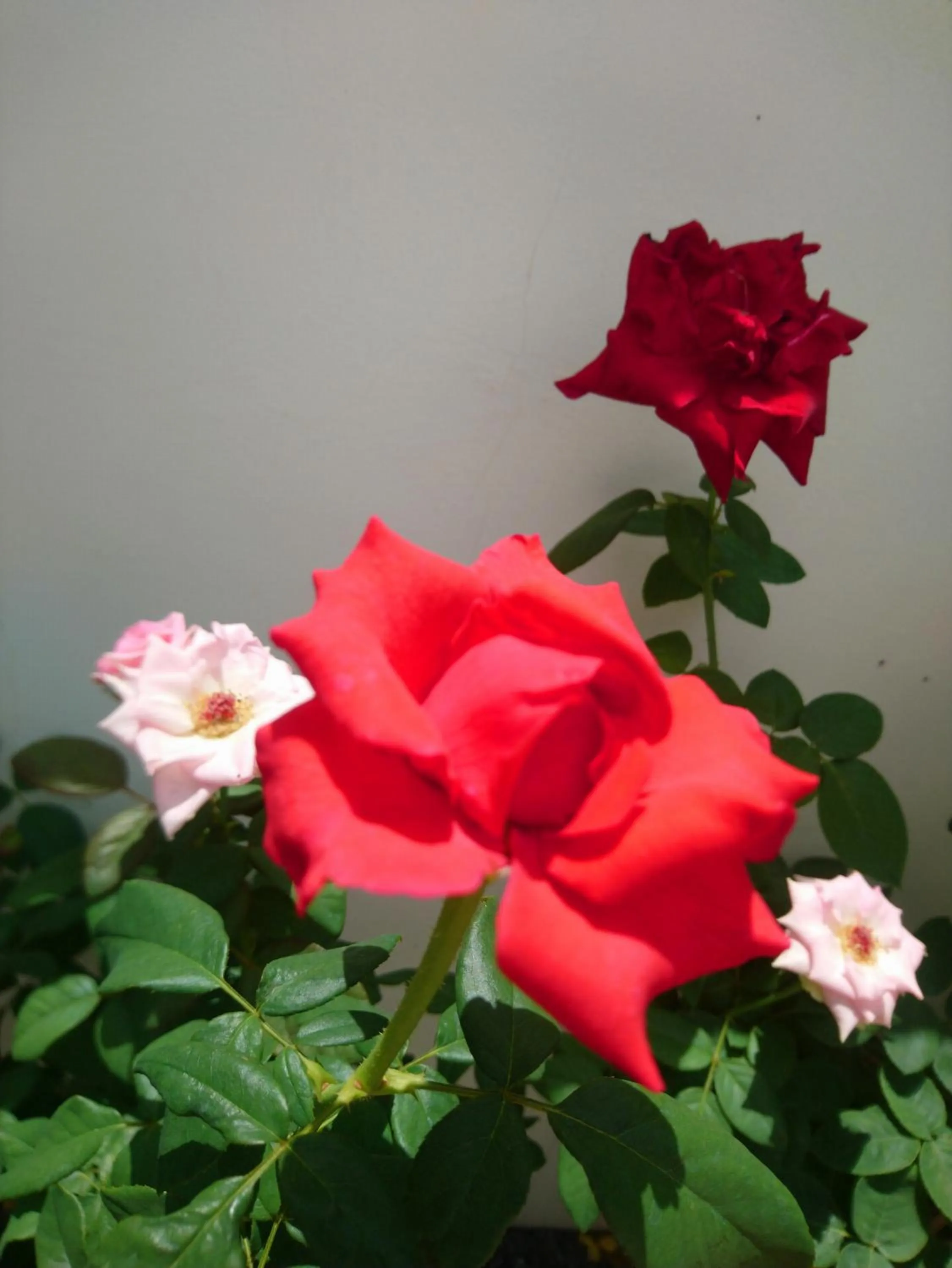 Garden in Hung Phuc Mui Ne Hotel