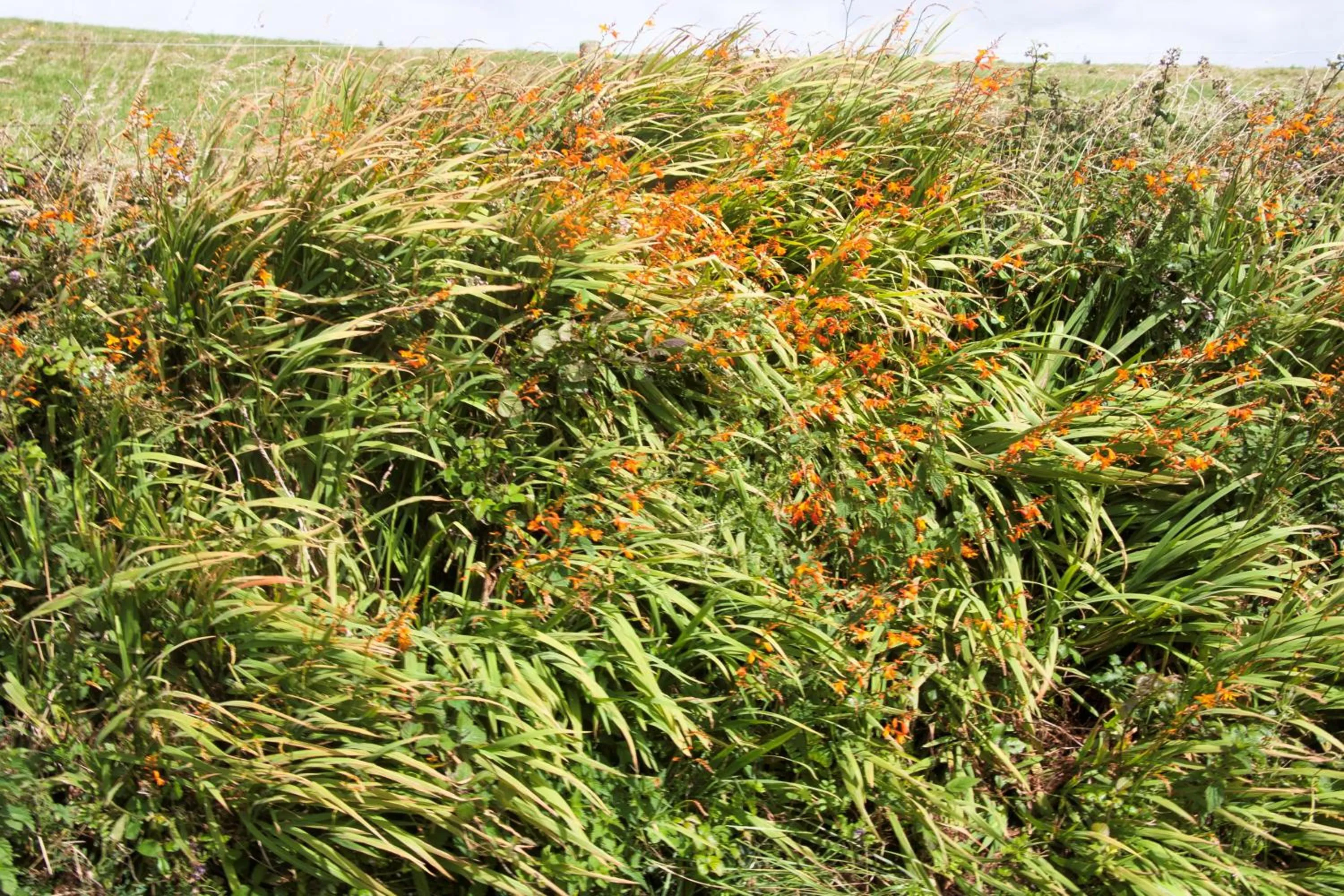 Garden in Hilltop B & B