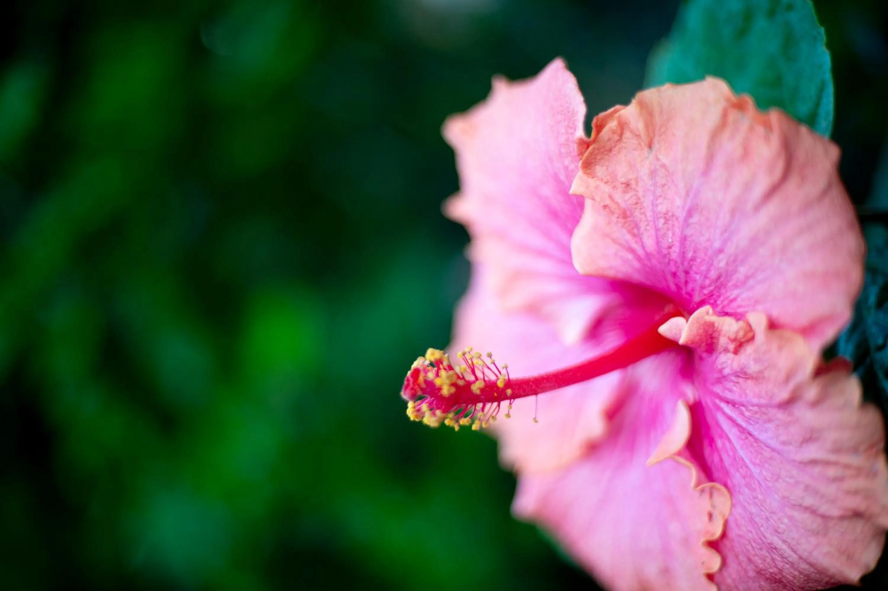 Spring in Thanda Vista