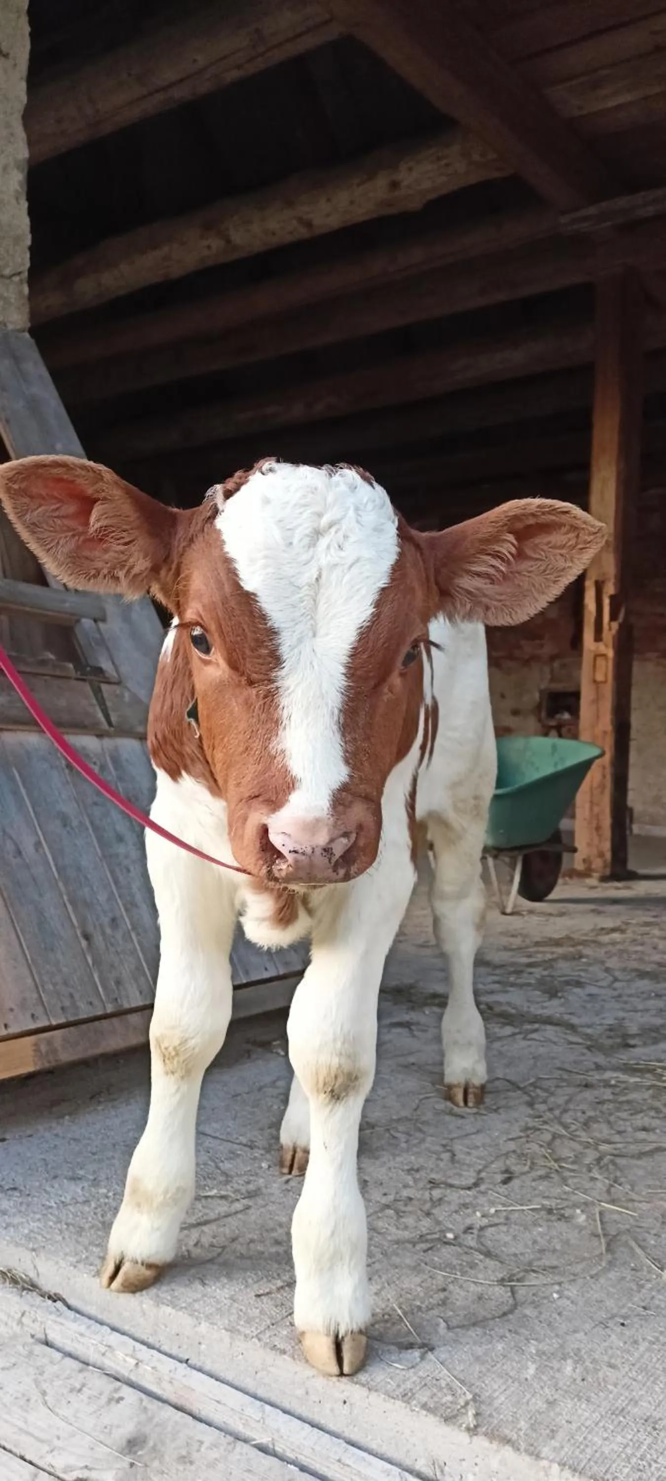 Farma U Nýdrlů