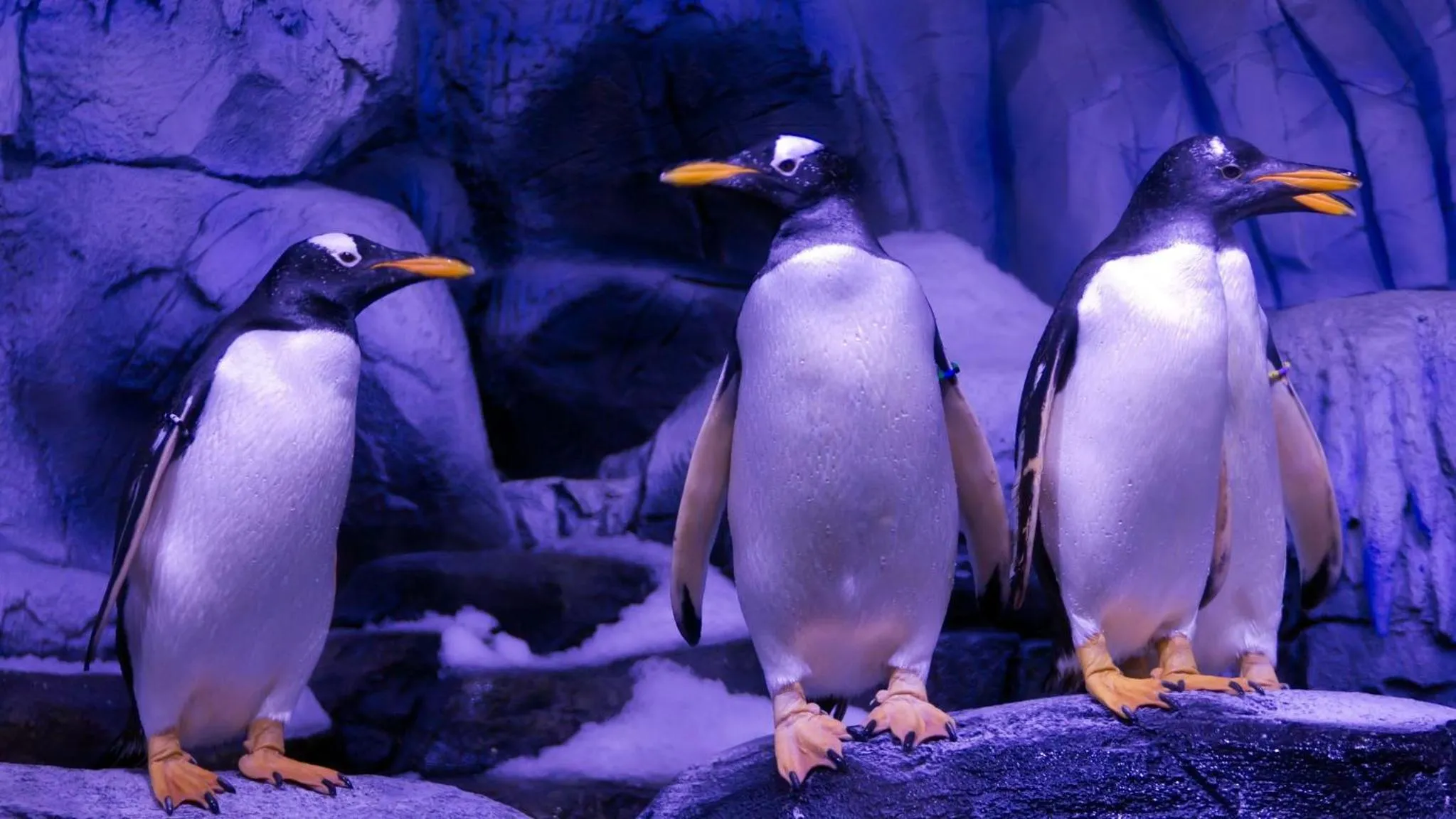 Nearby landmark in Crowne Plaza Florya Istanbul by IHG