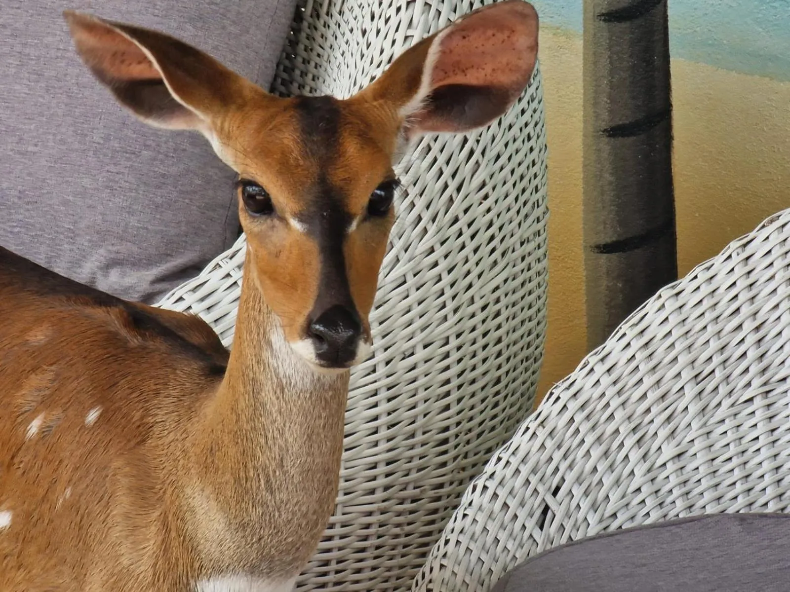 Swimming pool in Residence Helios