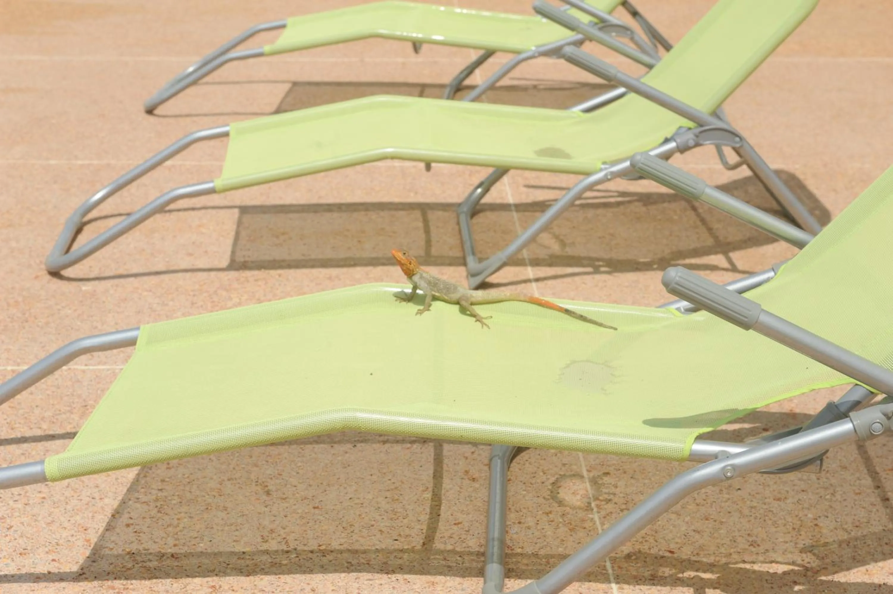 Swimming pool in Residence Helios