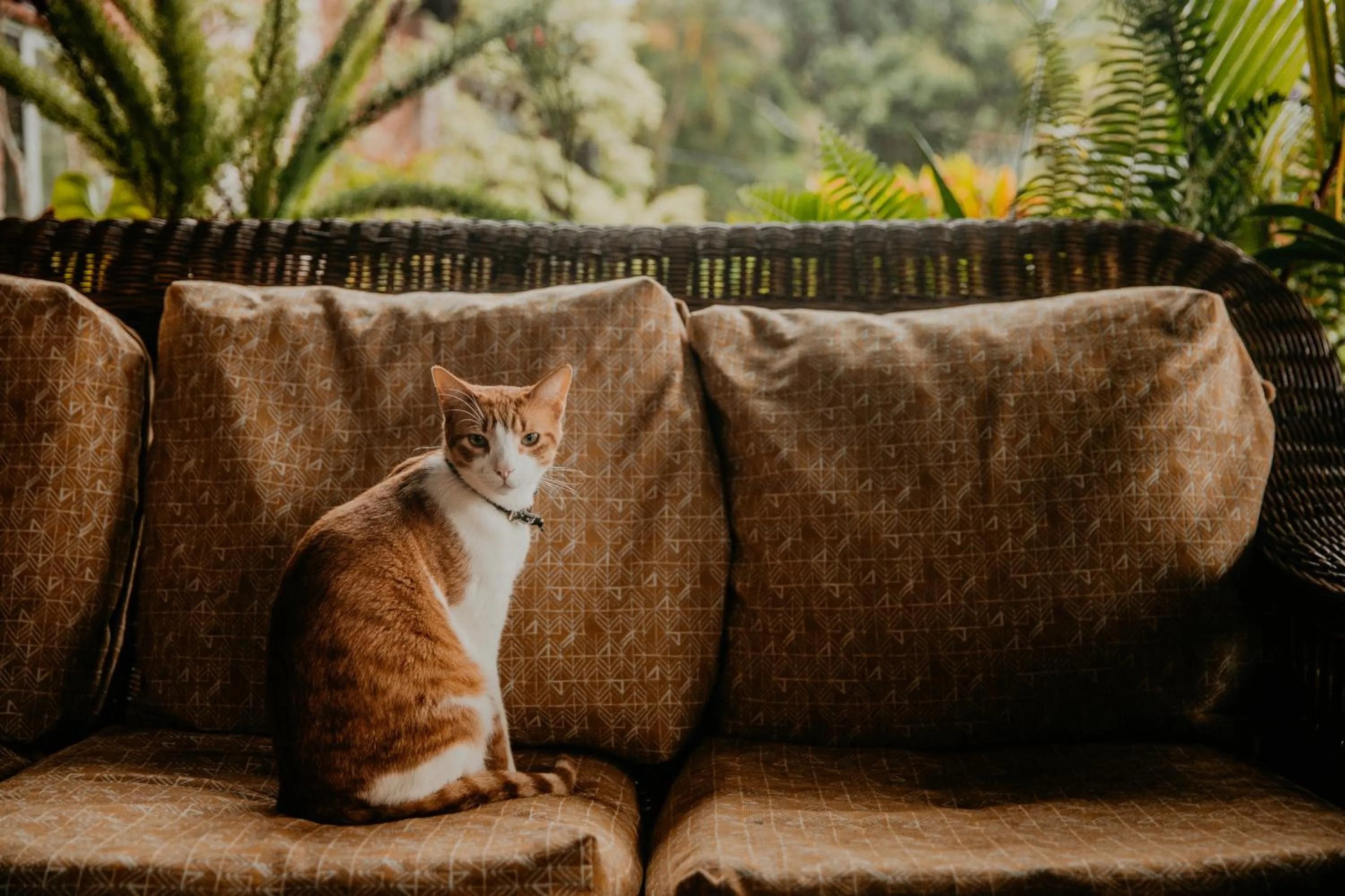 Animals in The Golden Frog Inn