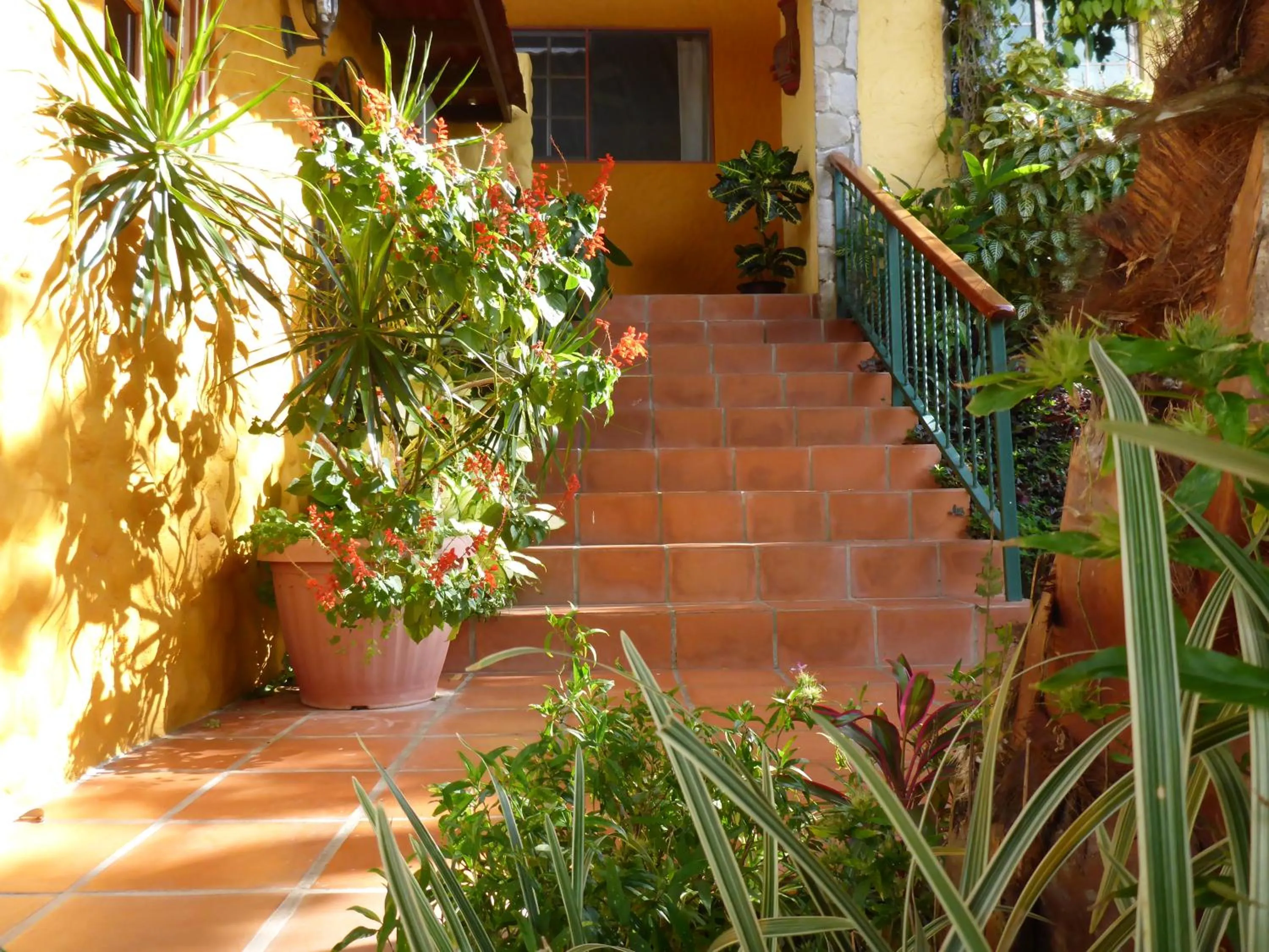 Garden in The Golden Frog Inn