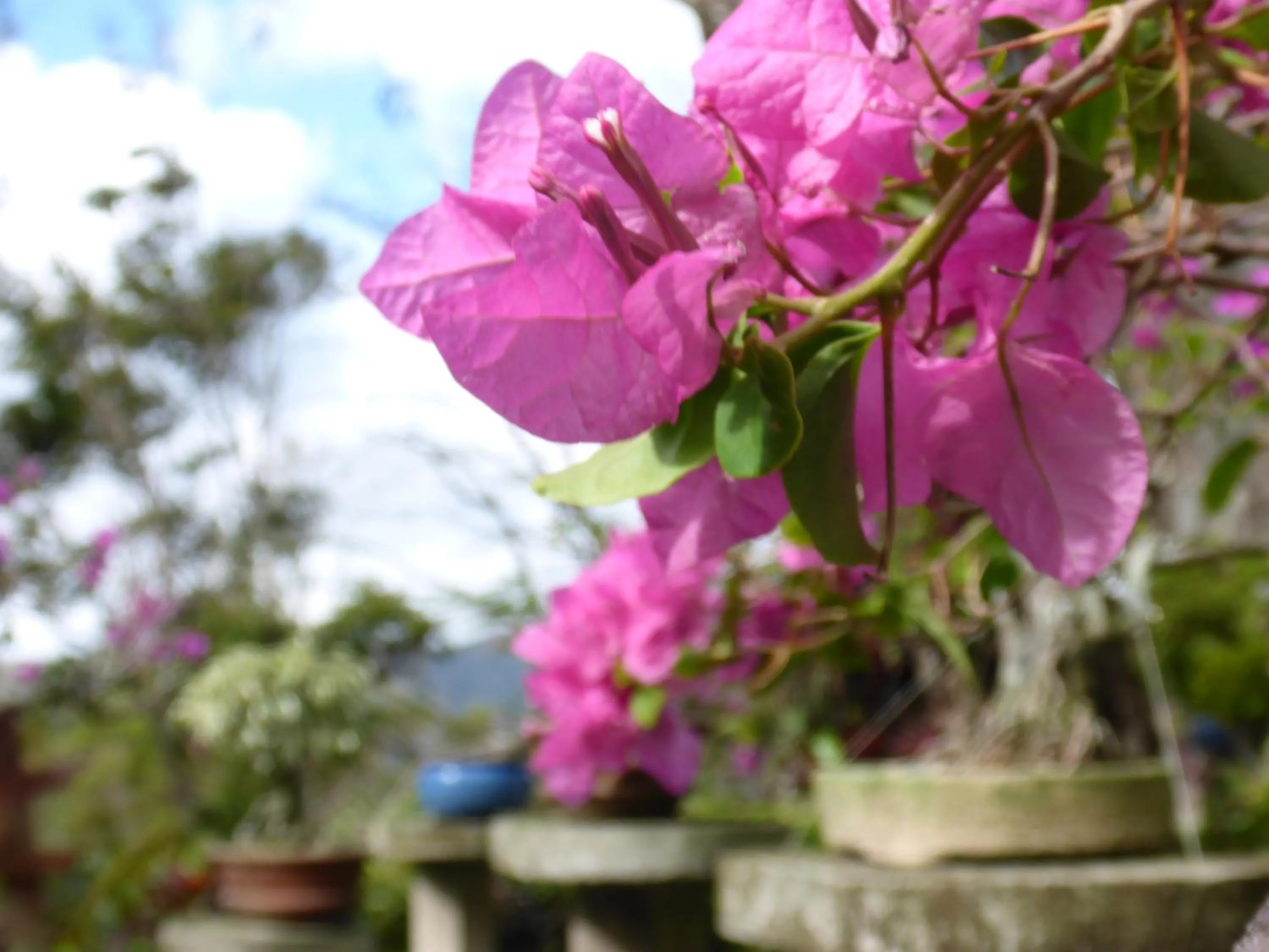 Day in The Golden Frog Inn