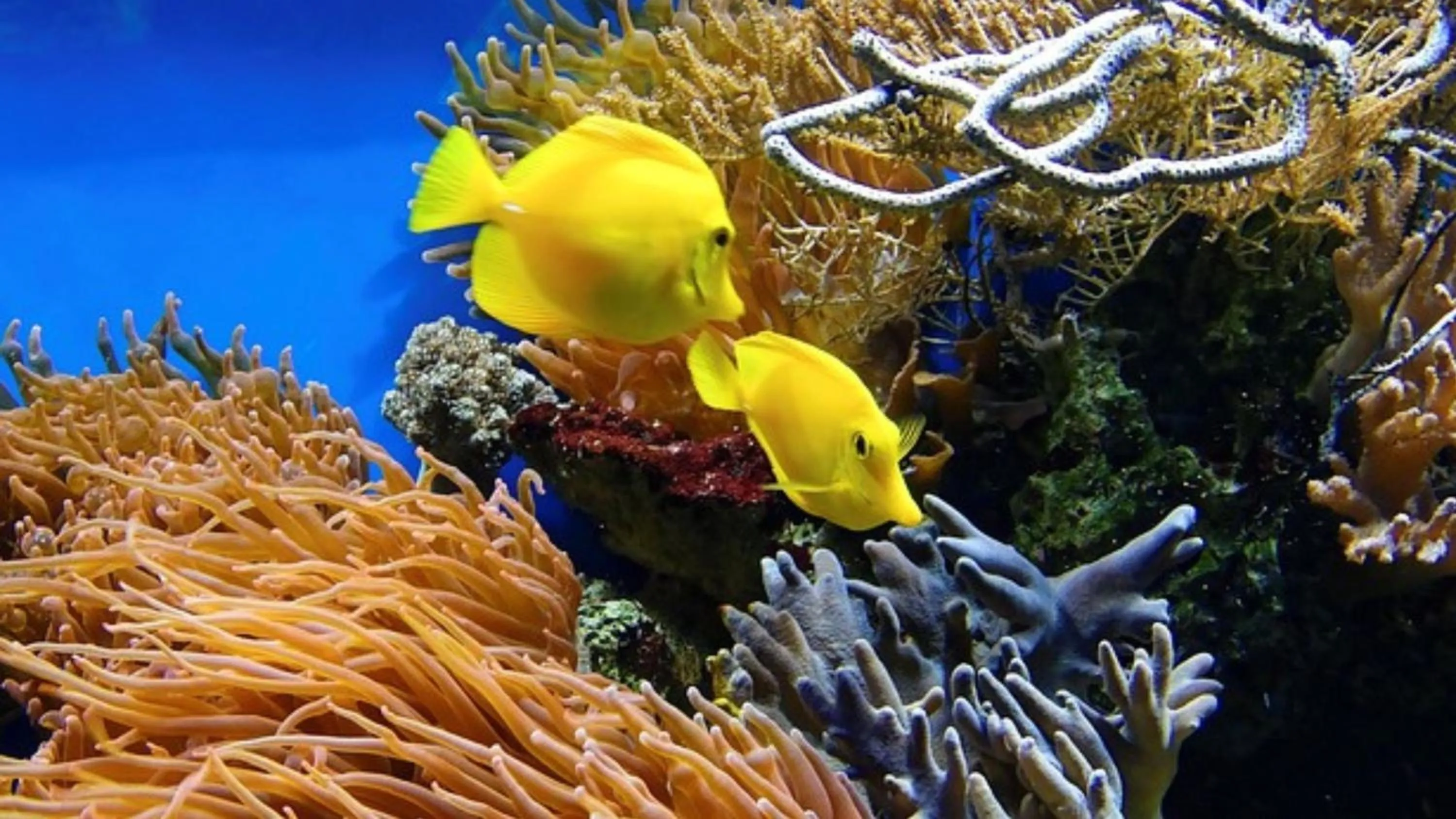 Nearby landmark in Holiday Inn Express Cape Town City Centre by IHG