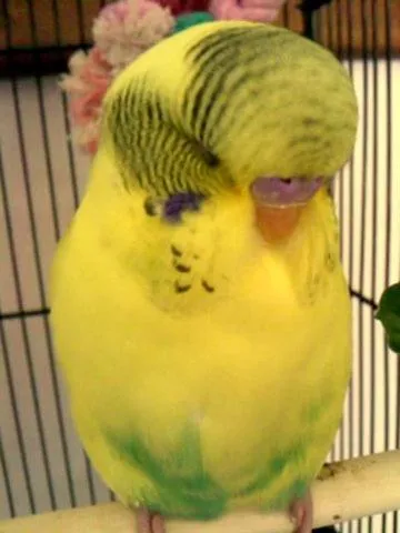 Pets in Noah's Boutique Accommodation Moeraki